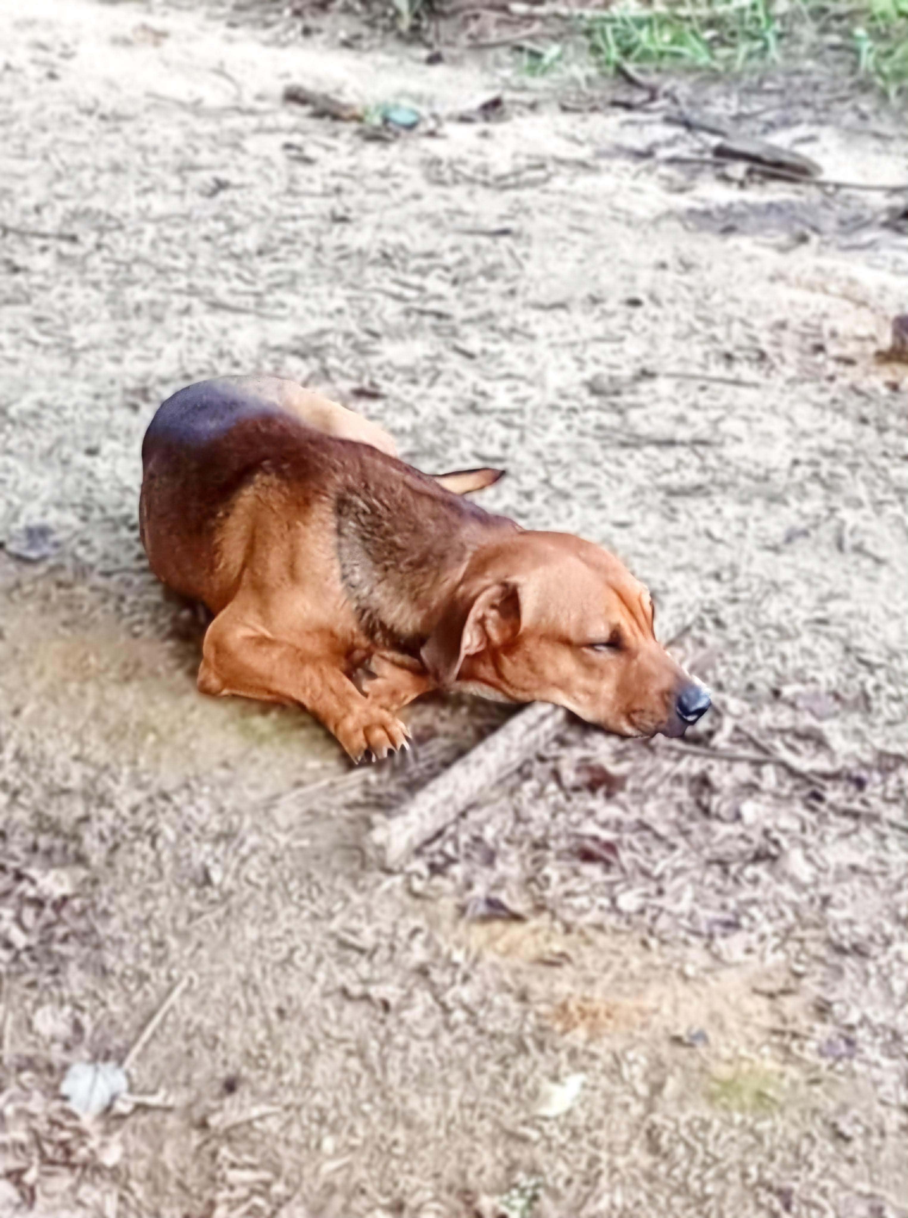 Enlarge Slinky , a ADOPTABLE mixed breed in Kissimmee, FL image 4/6