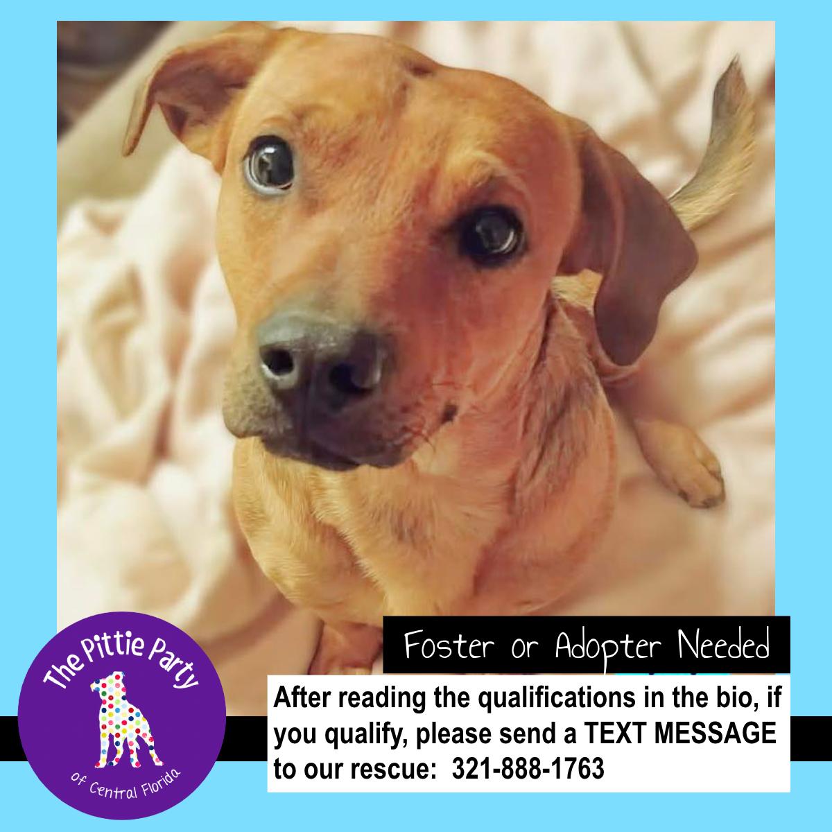 Enlarge Slinky , a ADOPTABLE mixed breed in Kissimmee, FL image 1/6