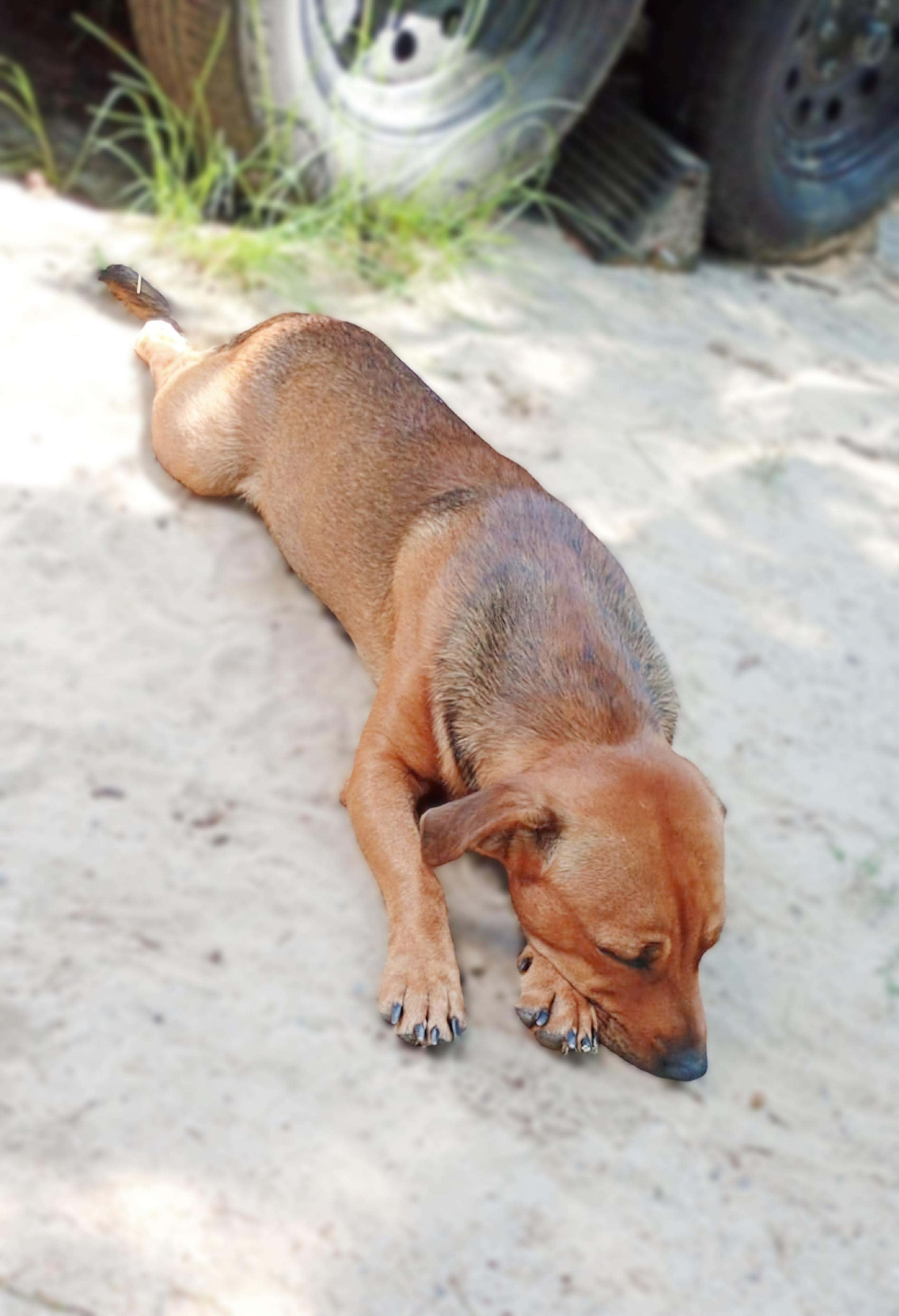 Enlarge Slinky , a ADOPTABLE mixed breed in Kissimmee, FL image 5/6