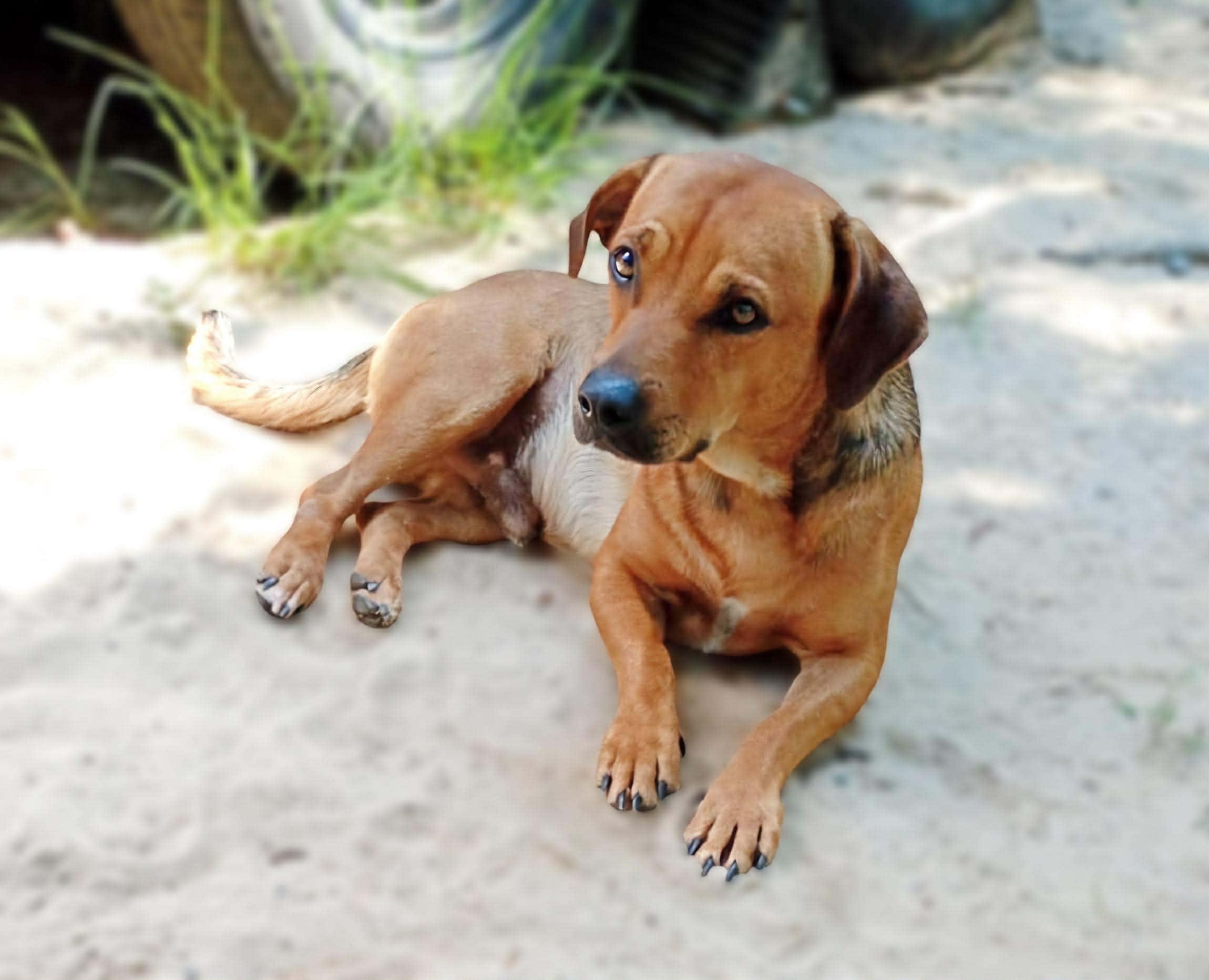 Enlarge Slinky , a ADOPTABLE mixed breed in Kissimmee, FL image 3/6