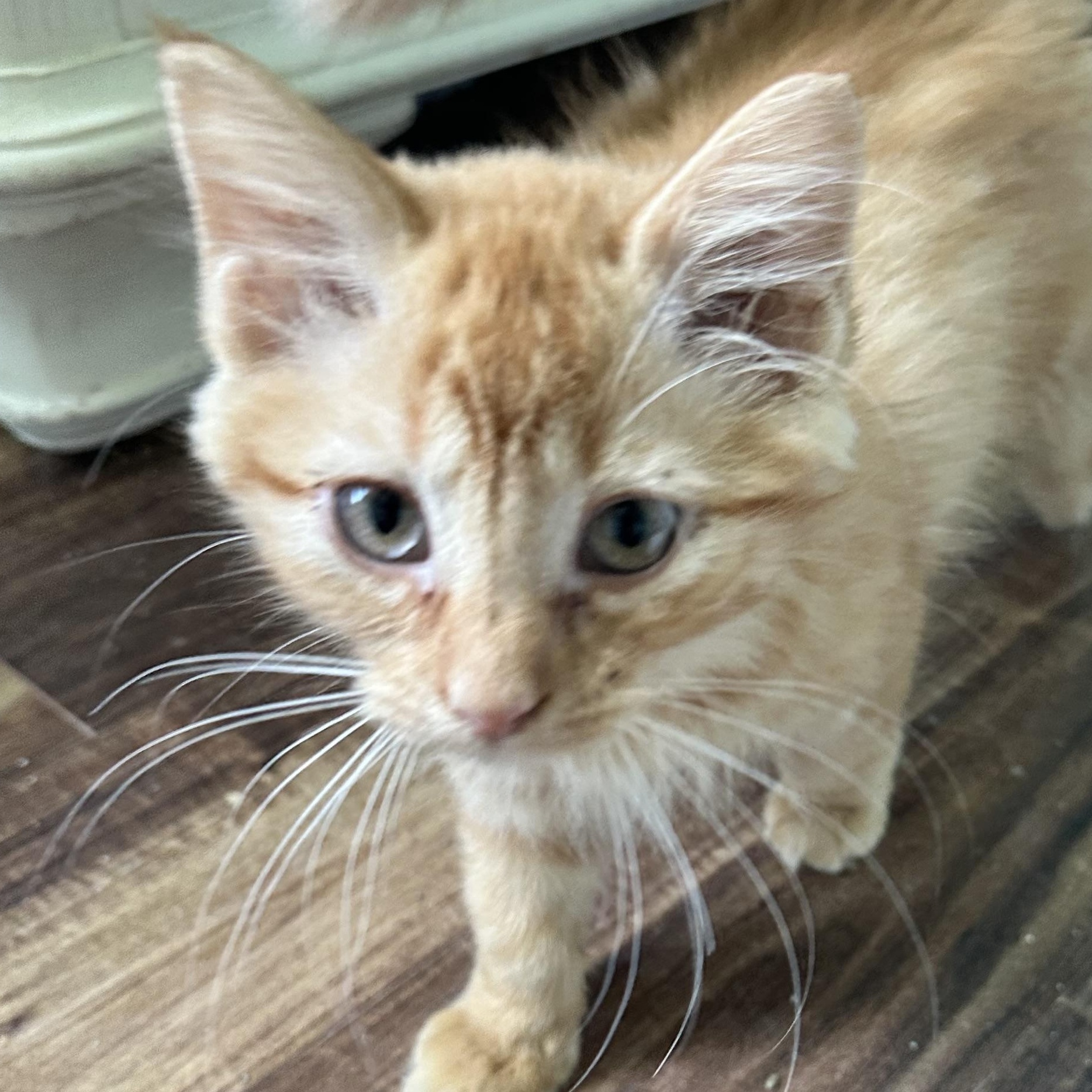 Hibiscus 2026, Adoptable, Kitten Female Domestic Long Hair.