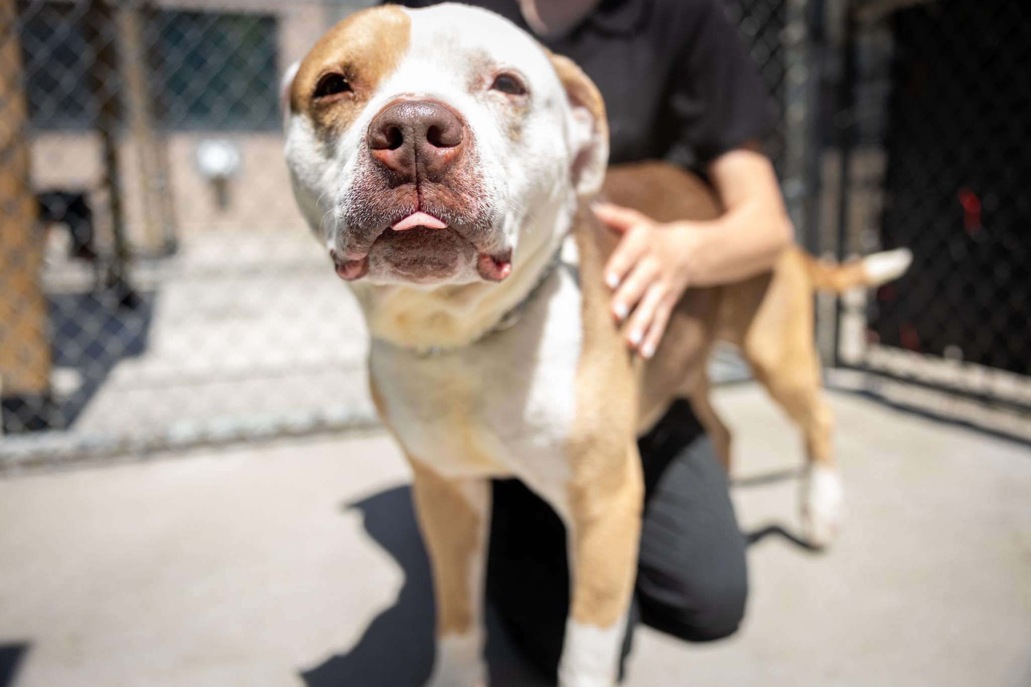 Hippo, a ADOPTABLE Mixed Breed in Hamilton, ON image 1/5