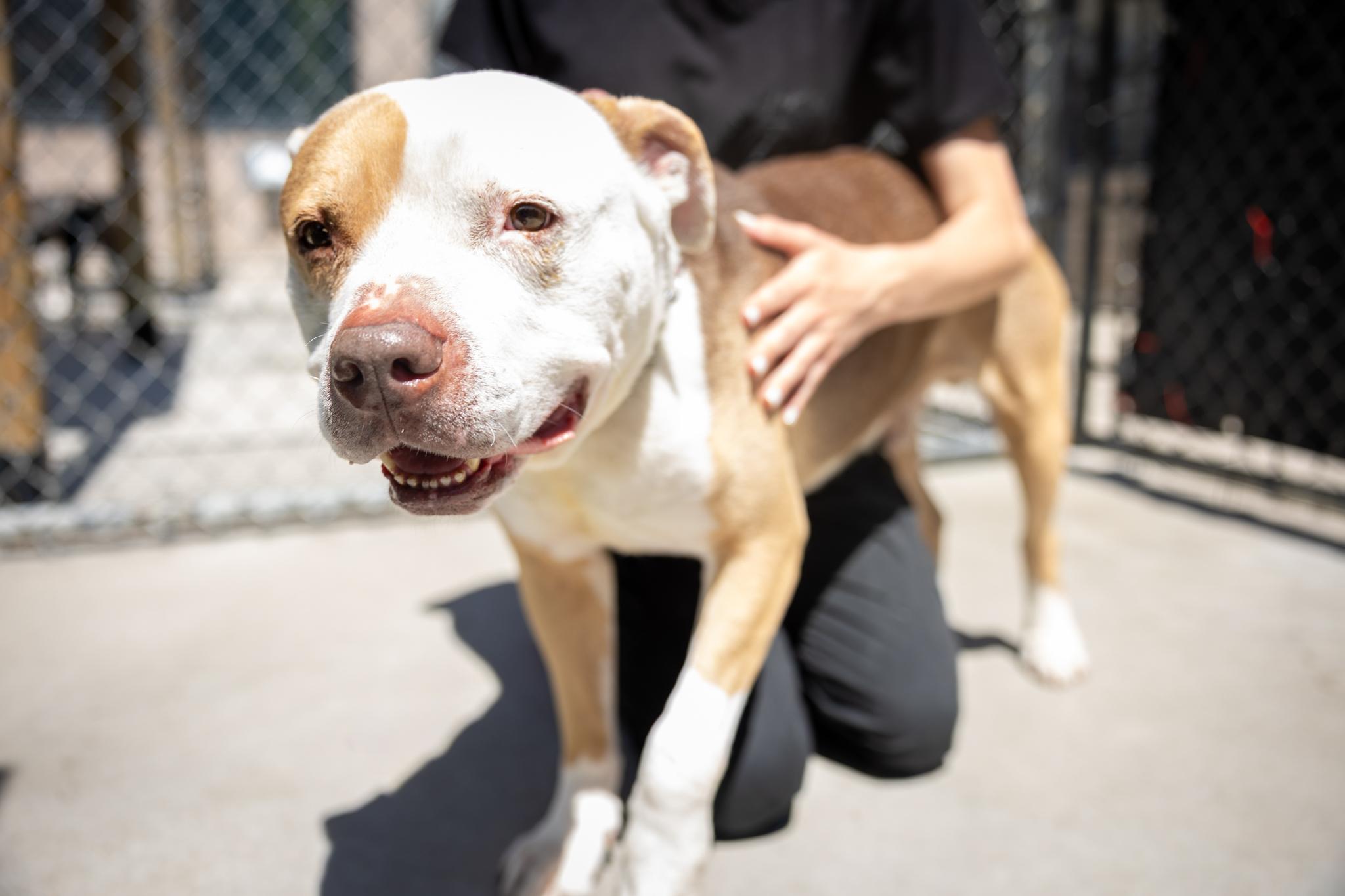 Hippo, a ADOPTABLE Mixed Breed in Hamilton, ON image 2/5