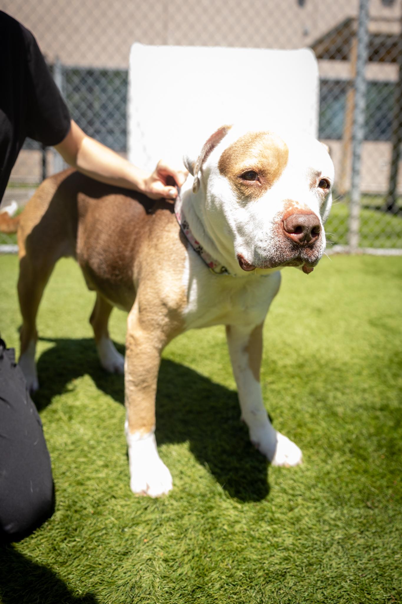 Hippo, a ADOPTABLE Mixed Breed in Hamilton, ON image 3/5