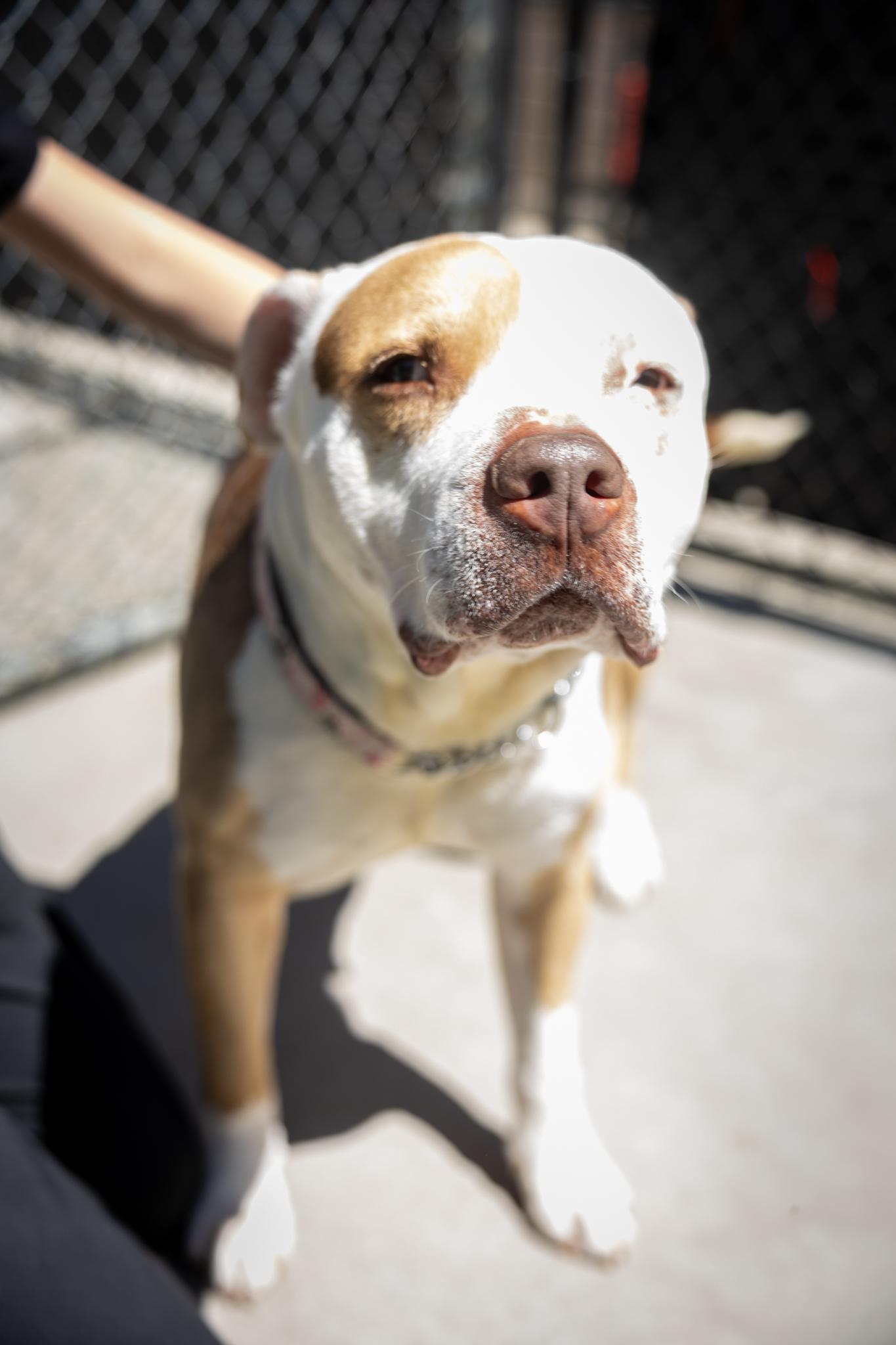 Hippo, a ADOPTABLE Mixed Breed in Hamilton, ON image 4/5