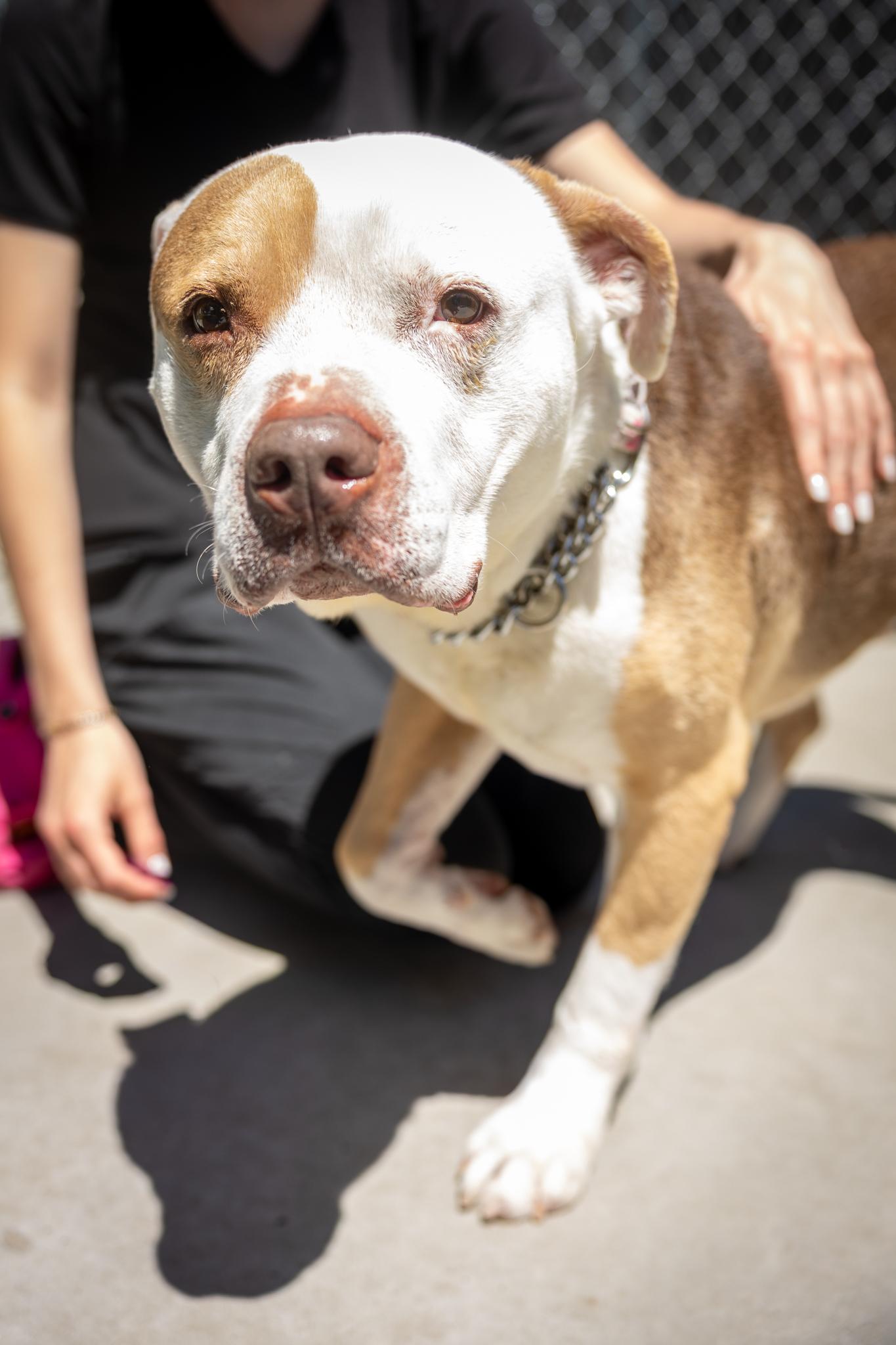 Hippo, a ADOPTABLE Mixed Breed in Hamilton, ON image 5/5