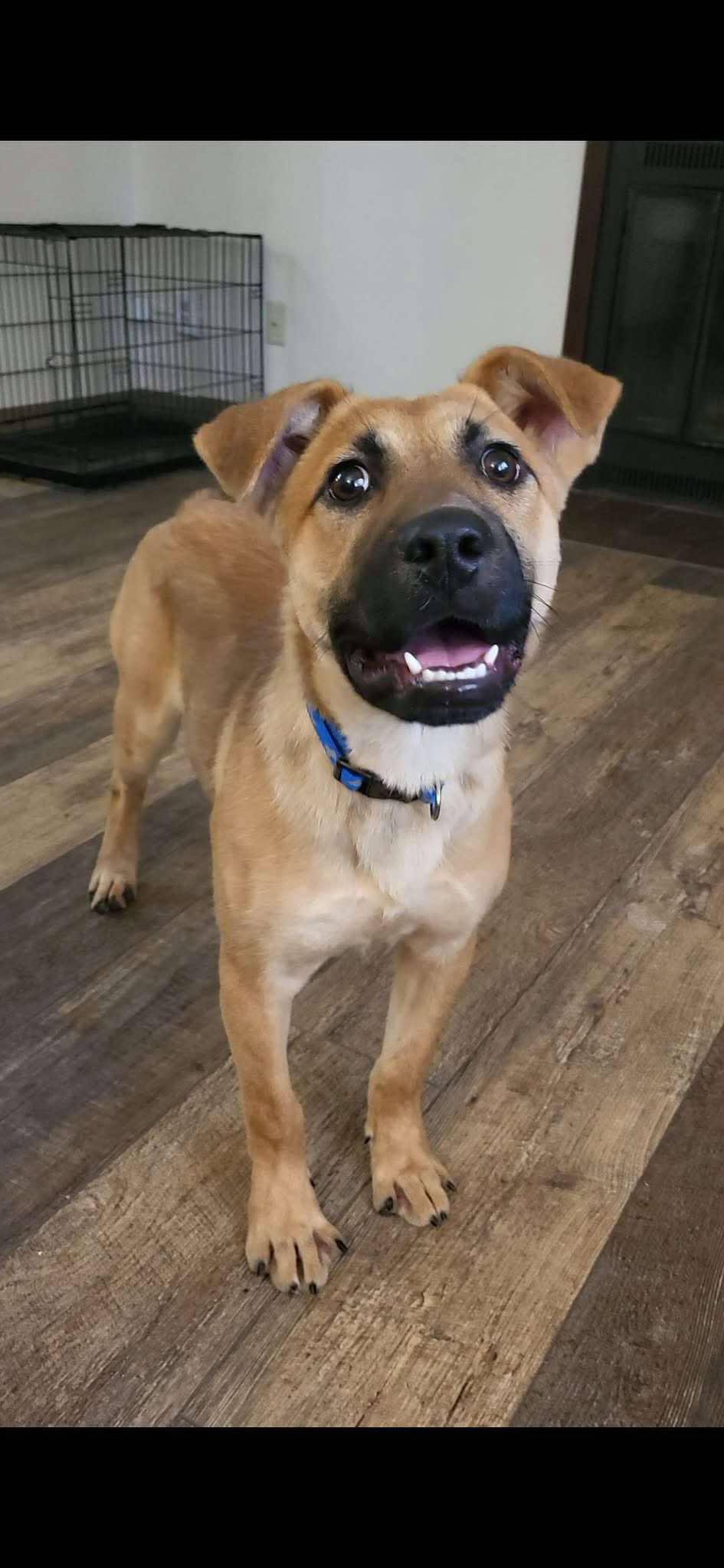 Dog for adoption - Daisy, a Mixed Breed in Manhattan, KS | Petfinder