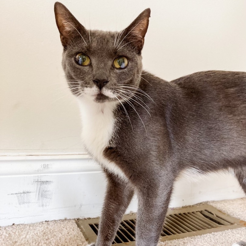 Betty, Adult Female Tuxedo