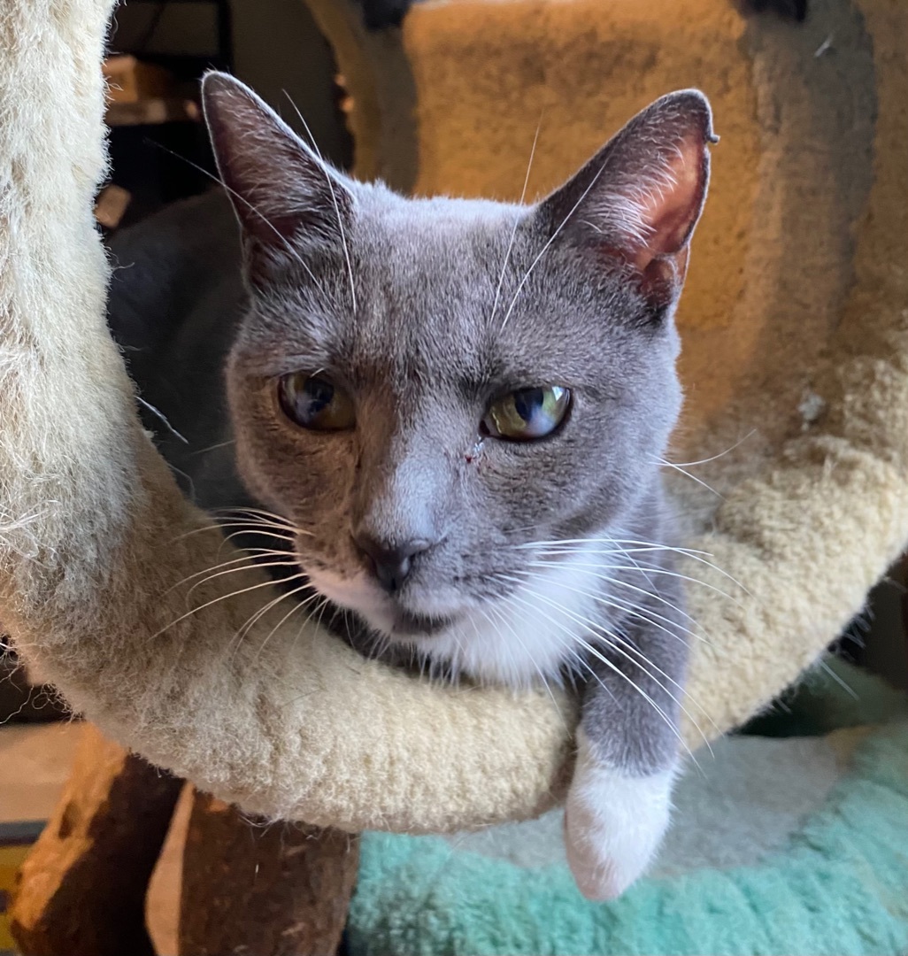 Betty, a Adoptable mixed breed in Philadelphia, PA image 2/3