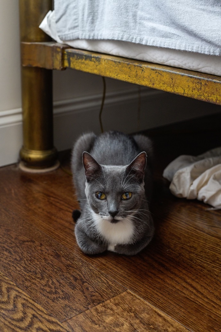 Betty, a Adoptable mixed breed in Philadelphia, PA image 3/3