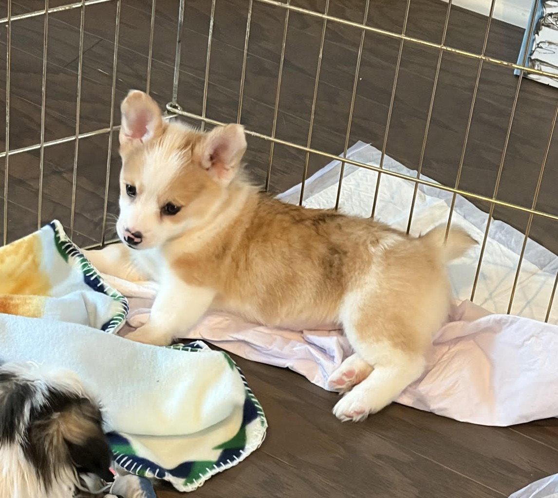 Sheila, Adopted, Puppy Female Corgi.