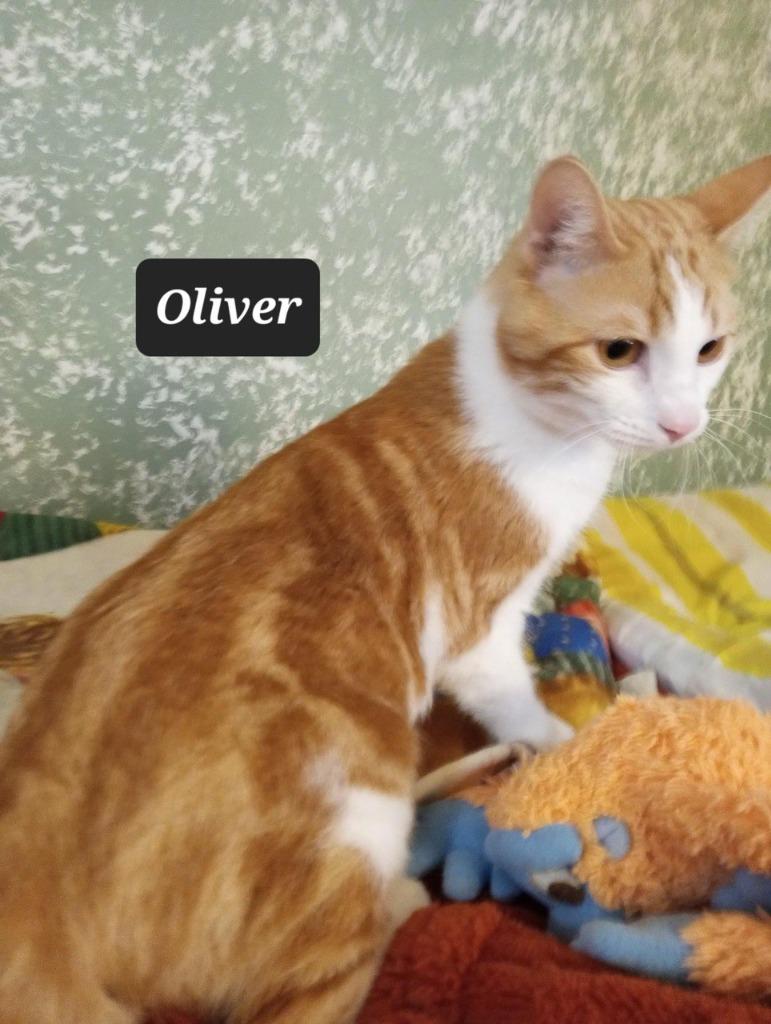 Oliver, a Adoptable mixed breed image 1/2