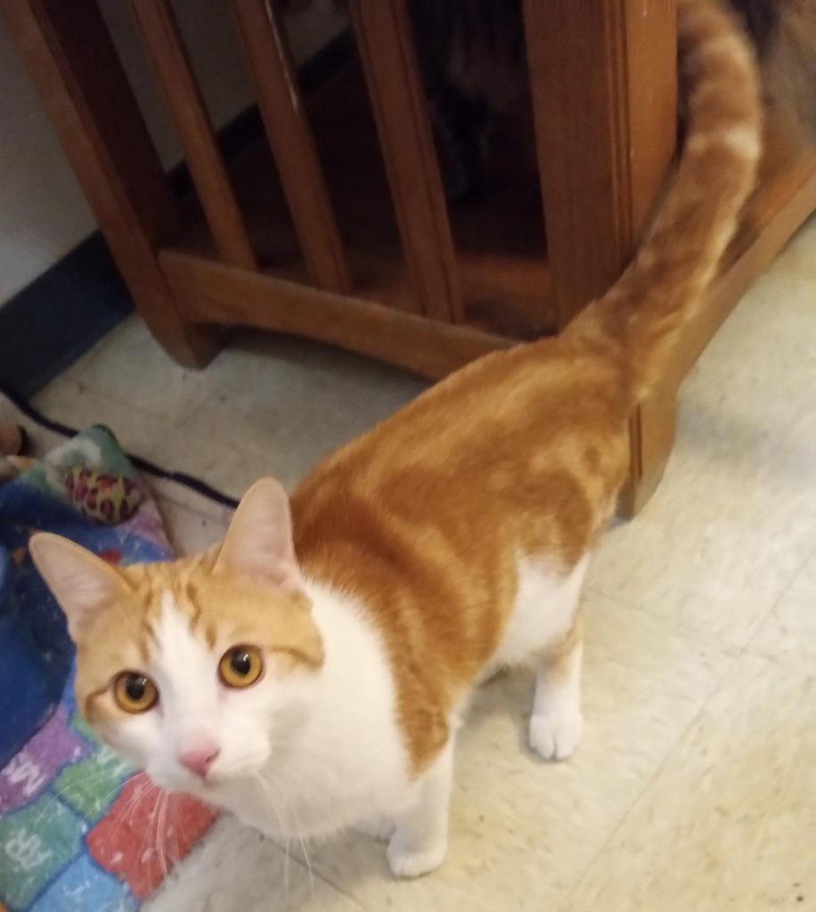 Oliver, a Adoptable mixed breed image 2/2