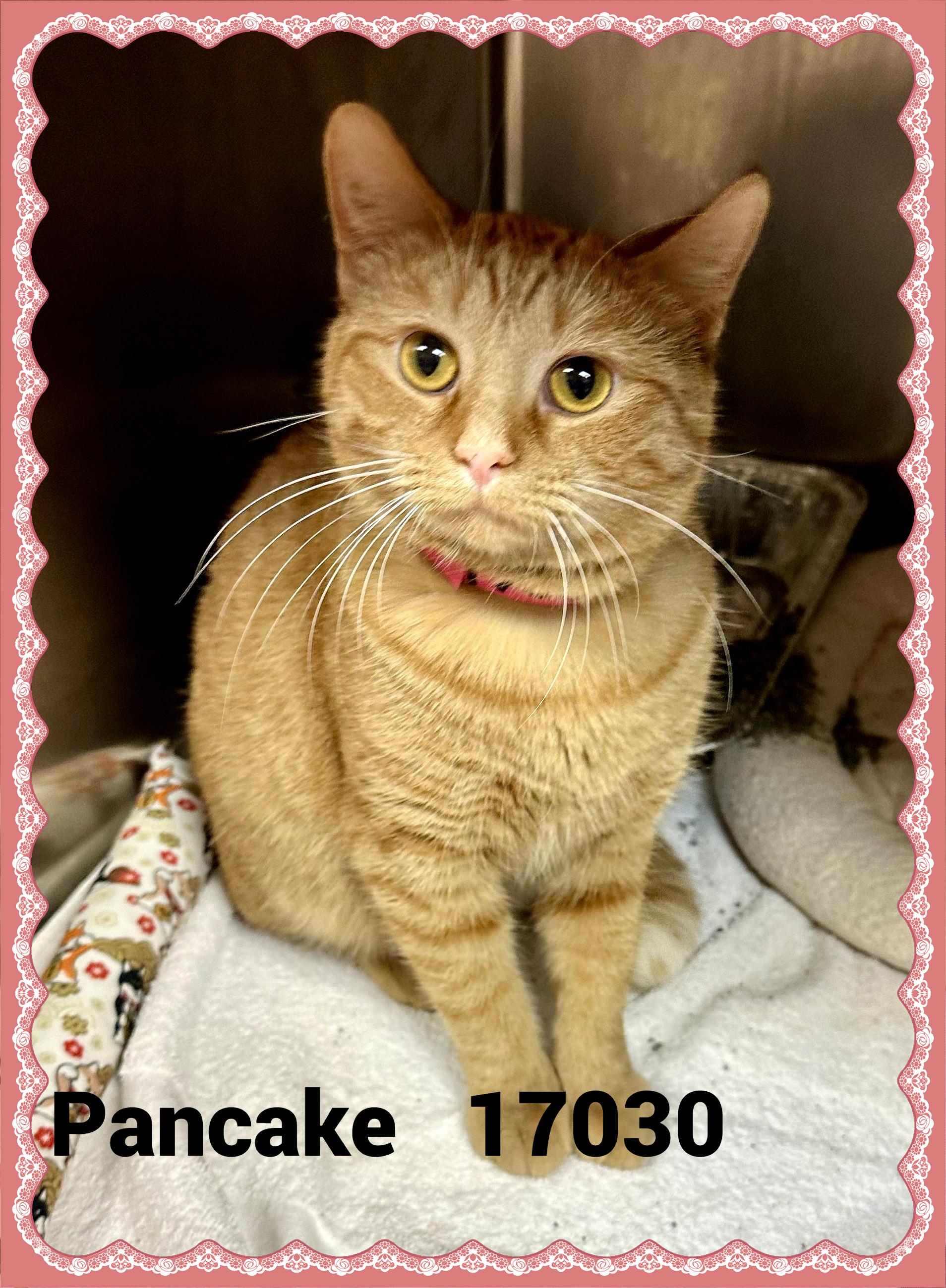 PANCAKE, adopted, Adult Female Domestic Short Hair.