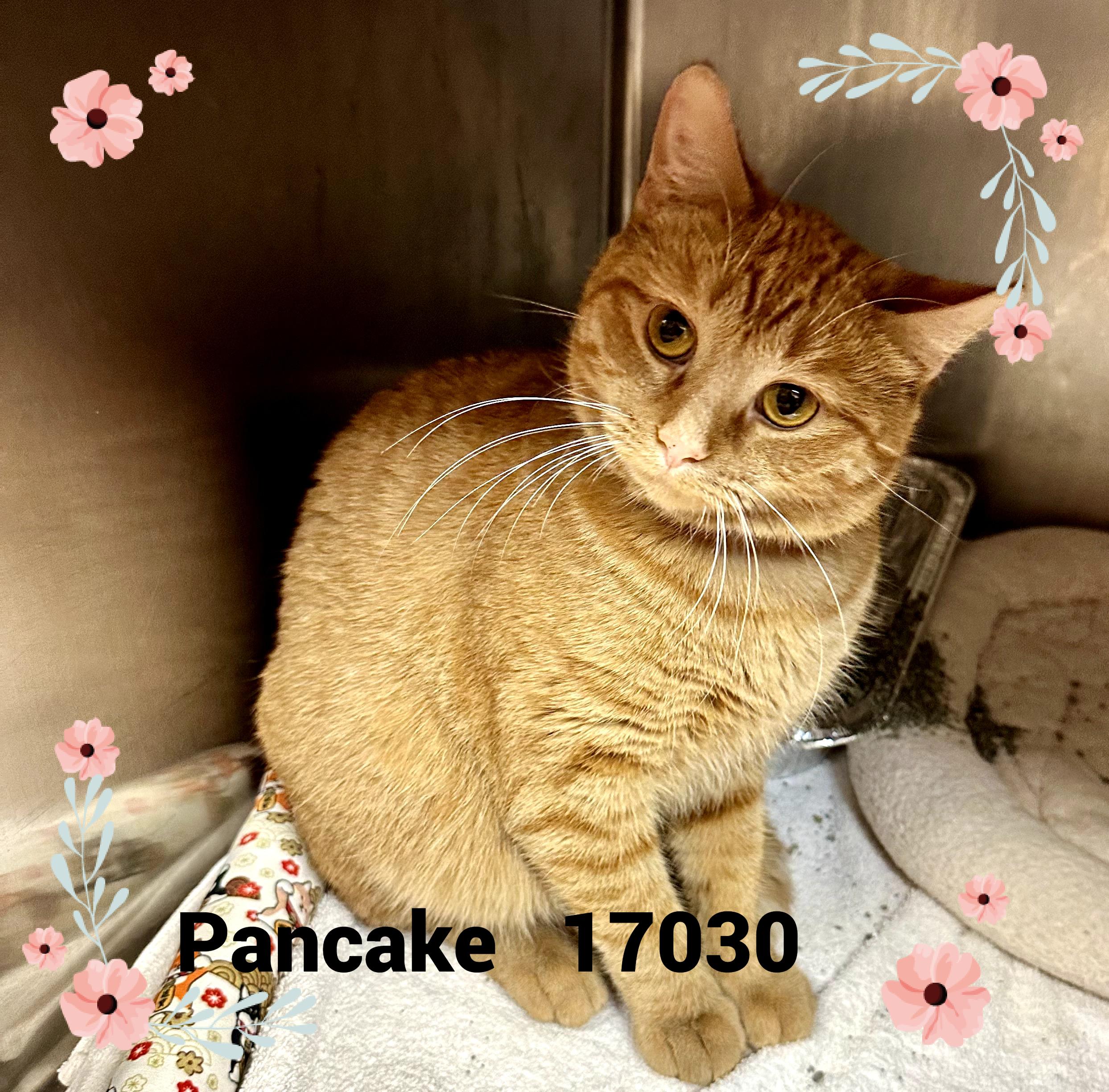 PANCAKE, an adopted mixed breed in Marietta, GA image 2/3