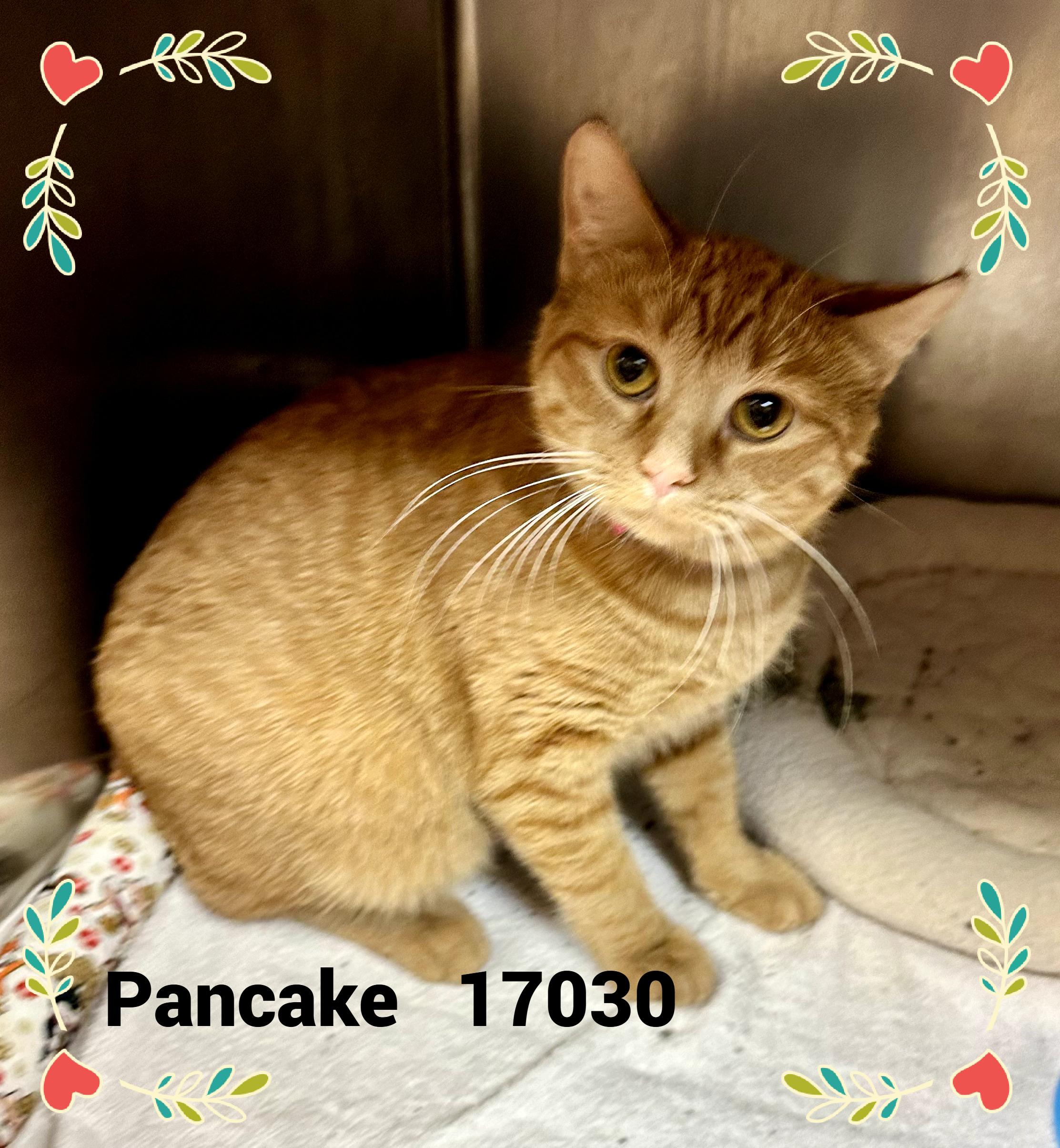 PANCAKE, an adopted mixed breed in Marietta, GA image 3/3