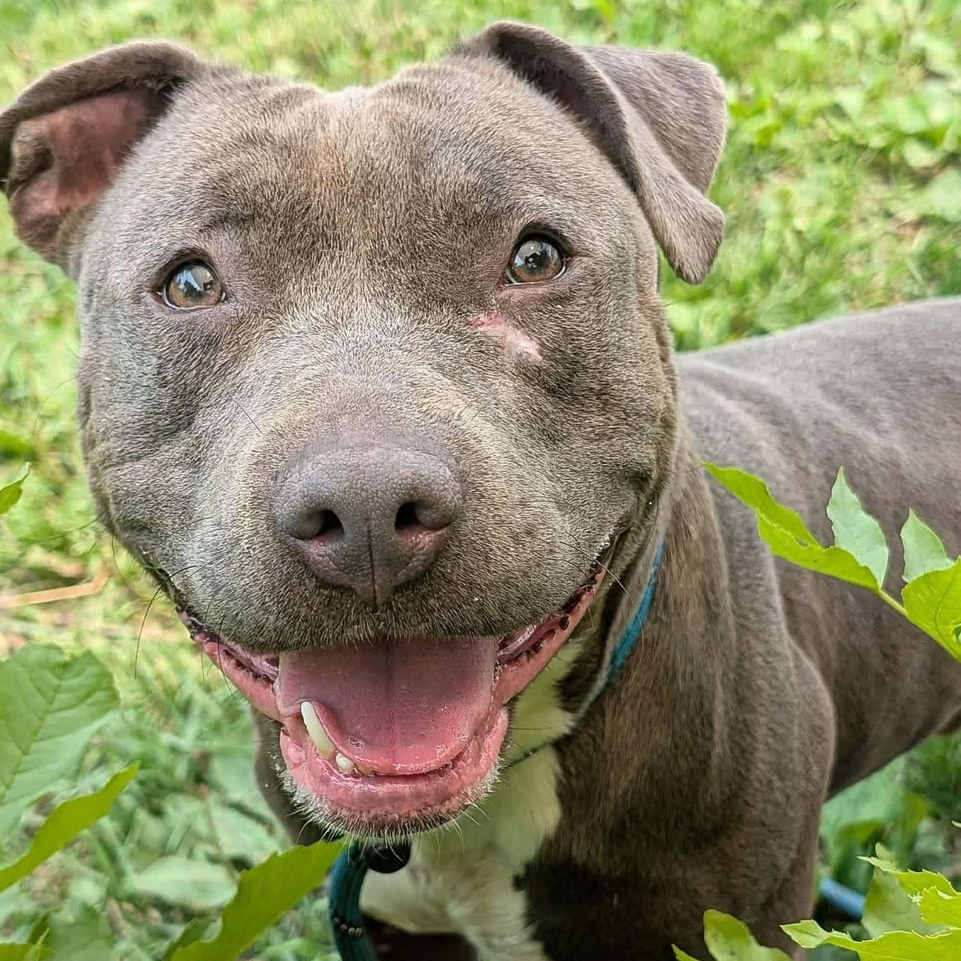 Enlarge Haberdasher, a Adoptable Pit Bull Terrier in Naperville, IL image 1/4