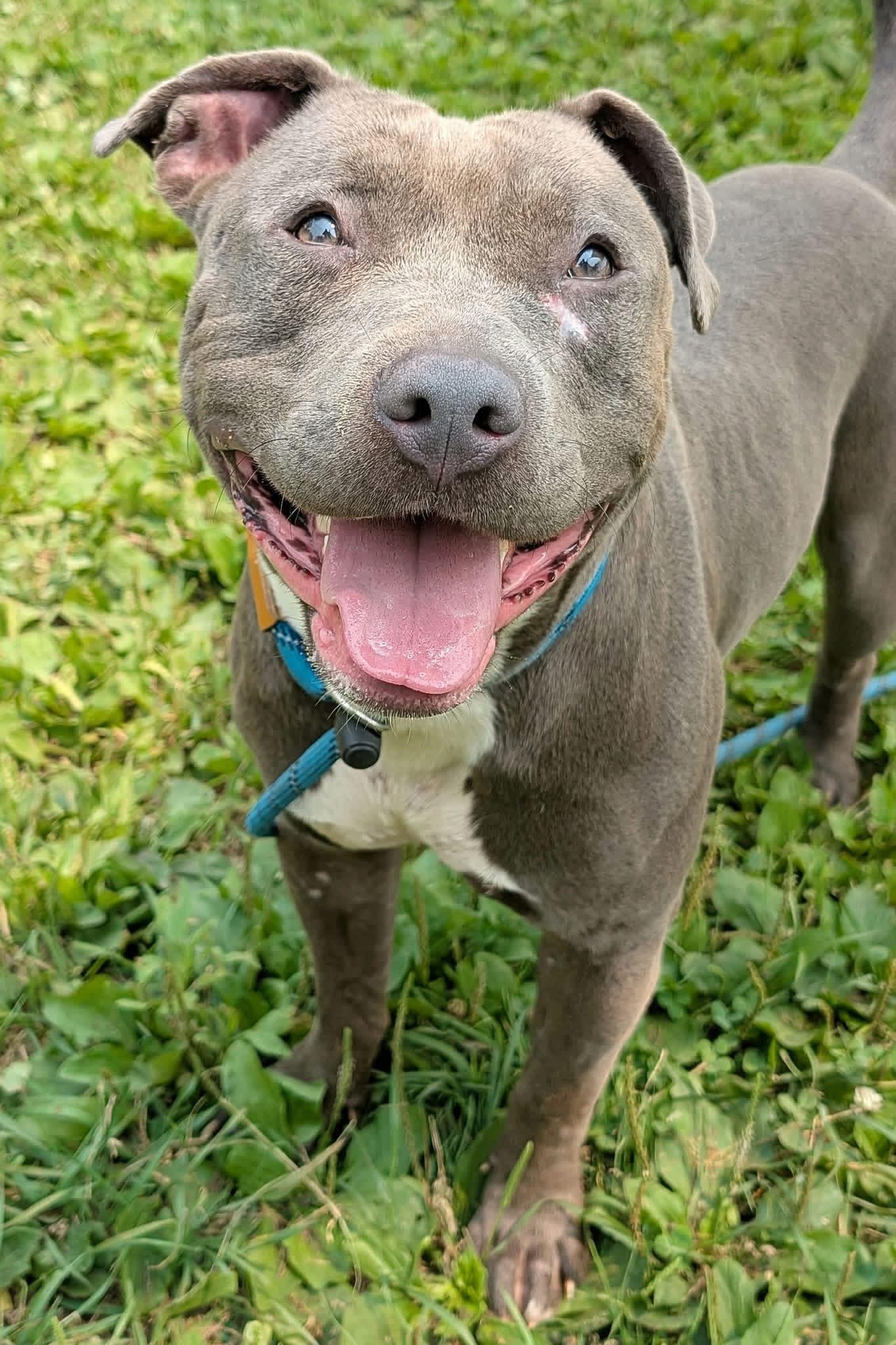 Enlarge Haberdasher, a Adoptable Pit Bull Terrier in Naperville, IL image 4/4
