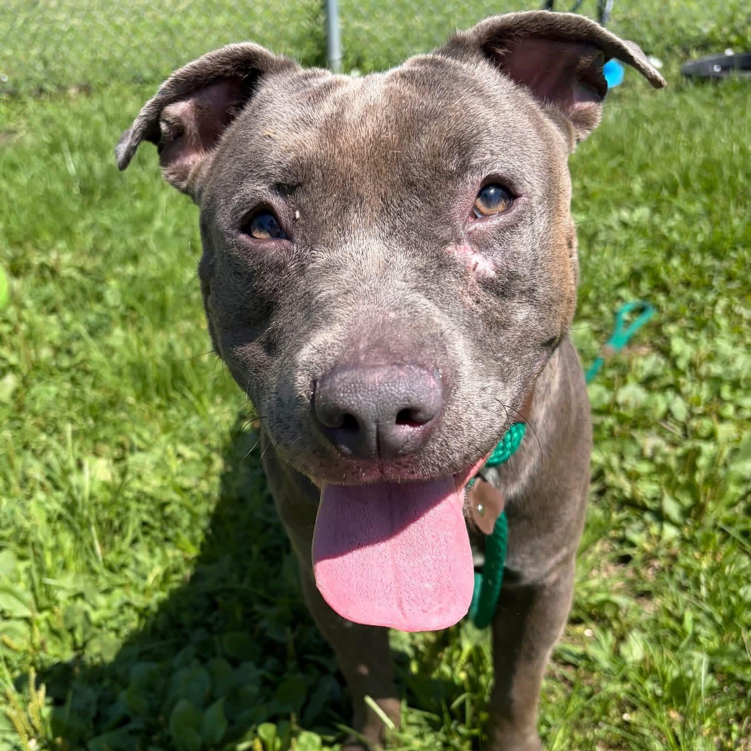 Enlarge Haberdasher, a Adoptable Pit Bull Terrier in Naperville, IL image 3/4