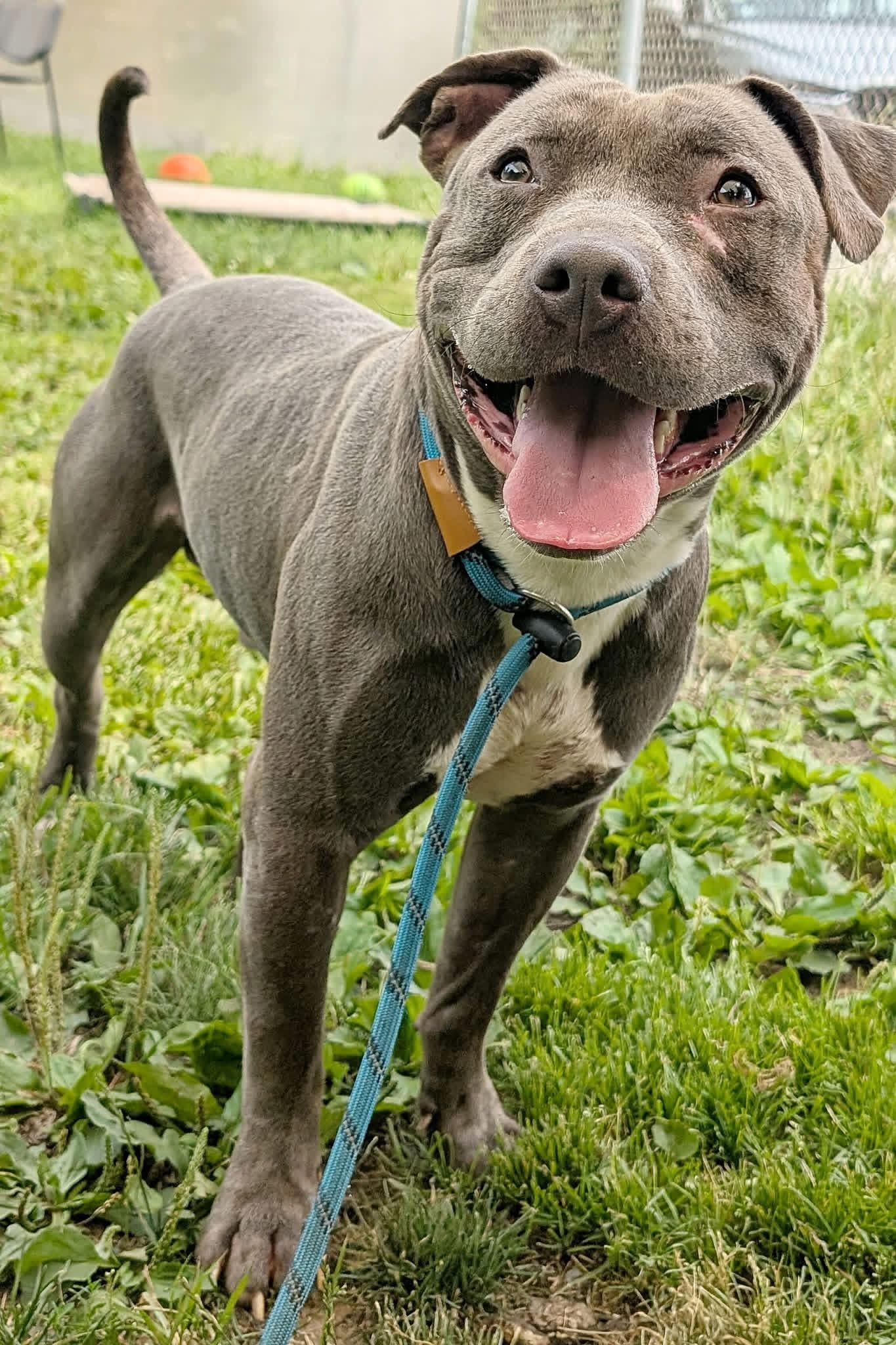 Enlarge Haberdasher, a Adoptable Pit Bull Terrier in Naperville, IL image 2/4