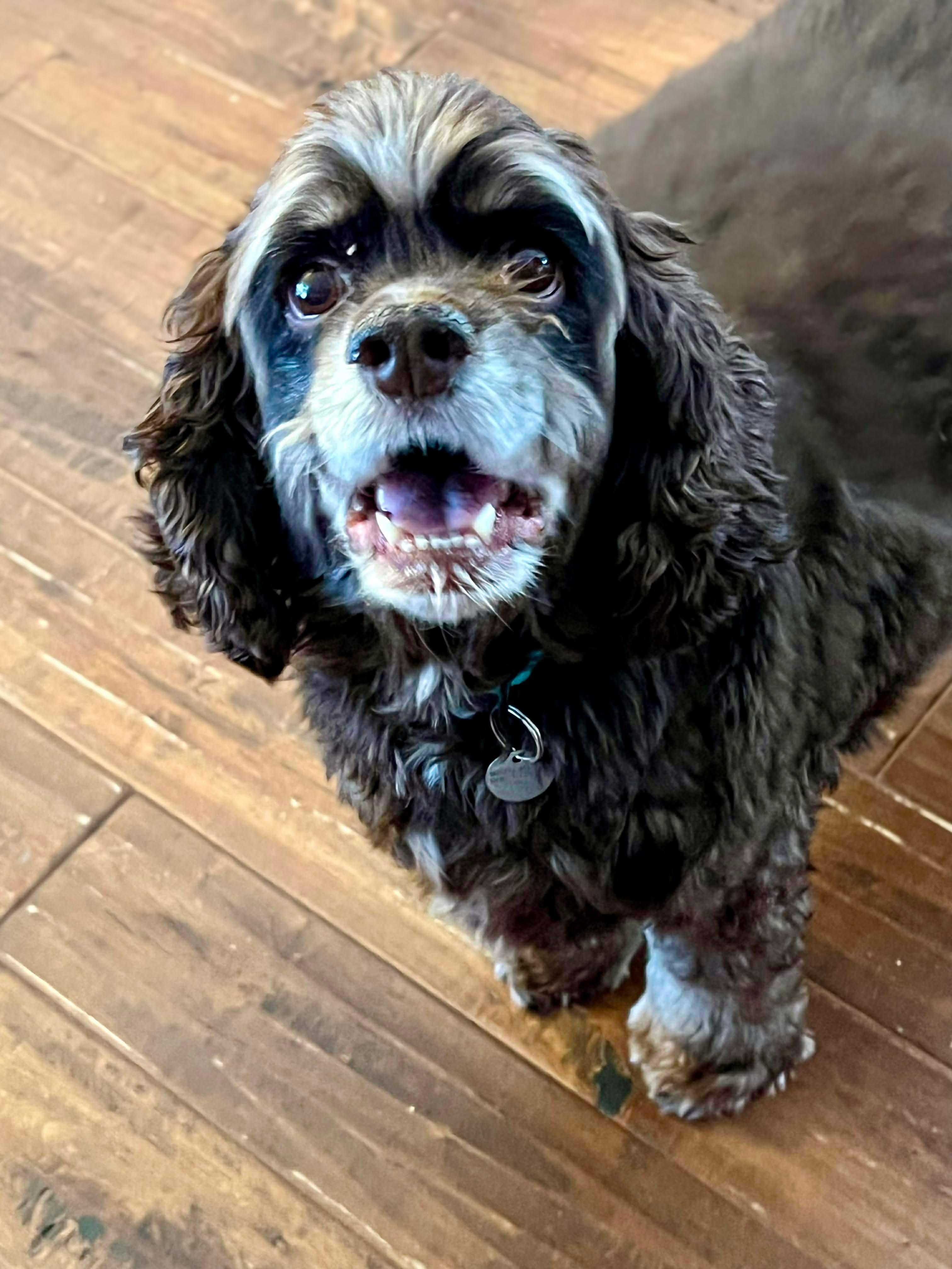 Enlarge George & Charlie, an adopted Cocker Spaniel in Green Bay, WI image 2/2