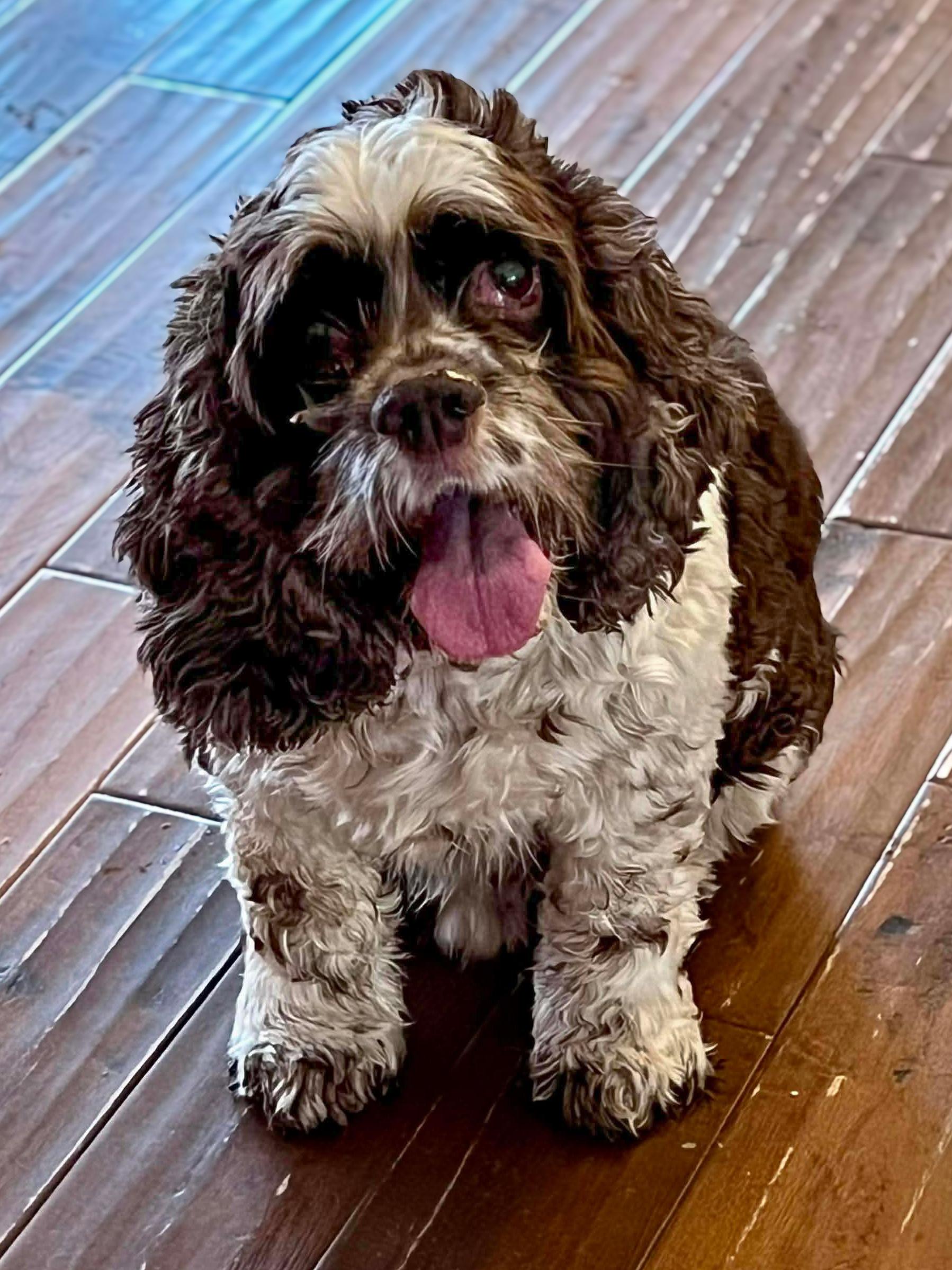 George & Charlie, ADOPTABLE, Senior Male Cocker Spaniel.