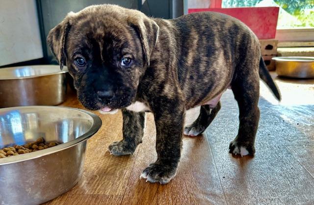 Mulligan, Adopted, Puppy Male Mountain Cur & American Bulldog.