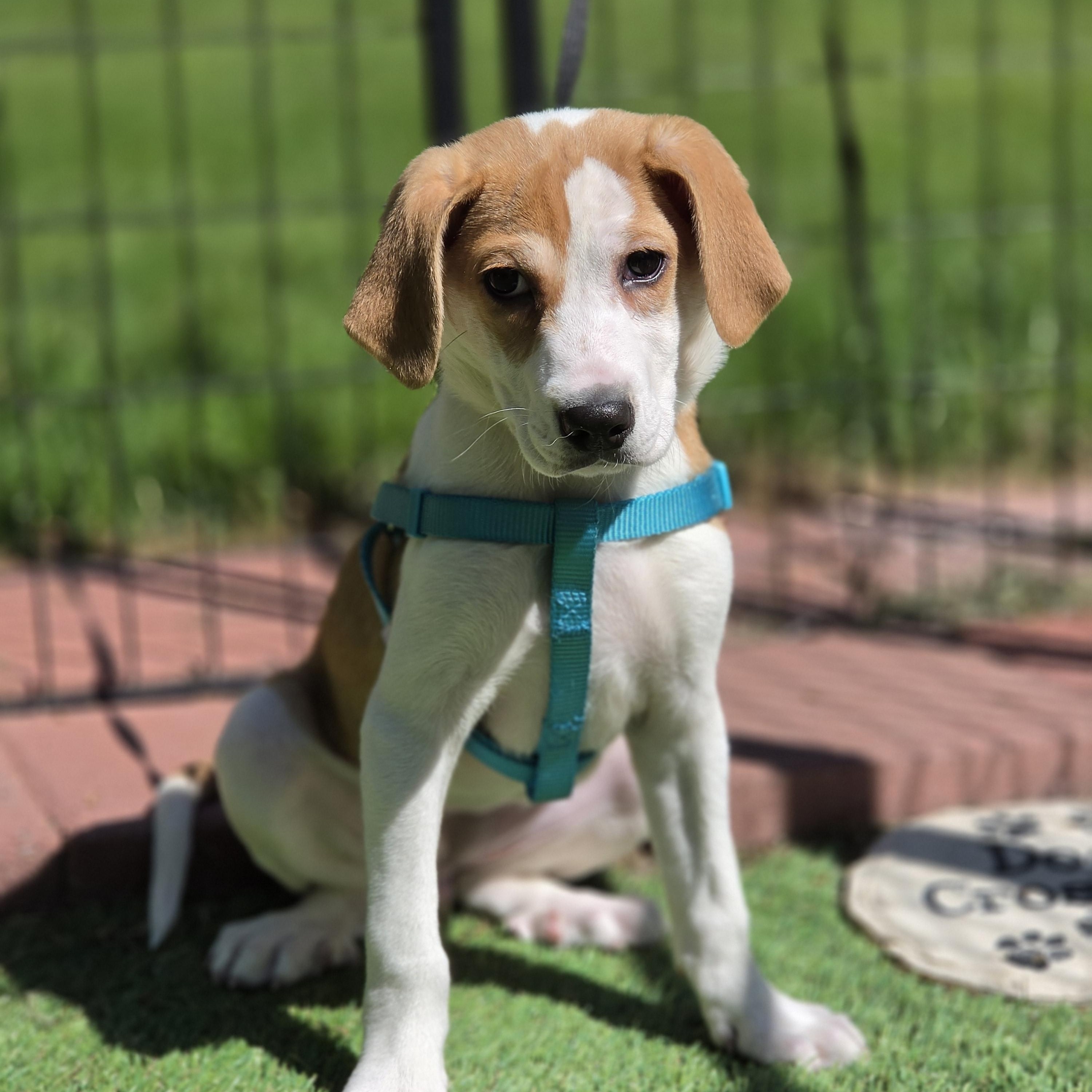 Xena, a Adoptable mixed breed in Blairstown, NJ image 4/6