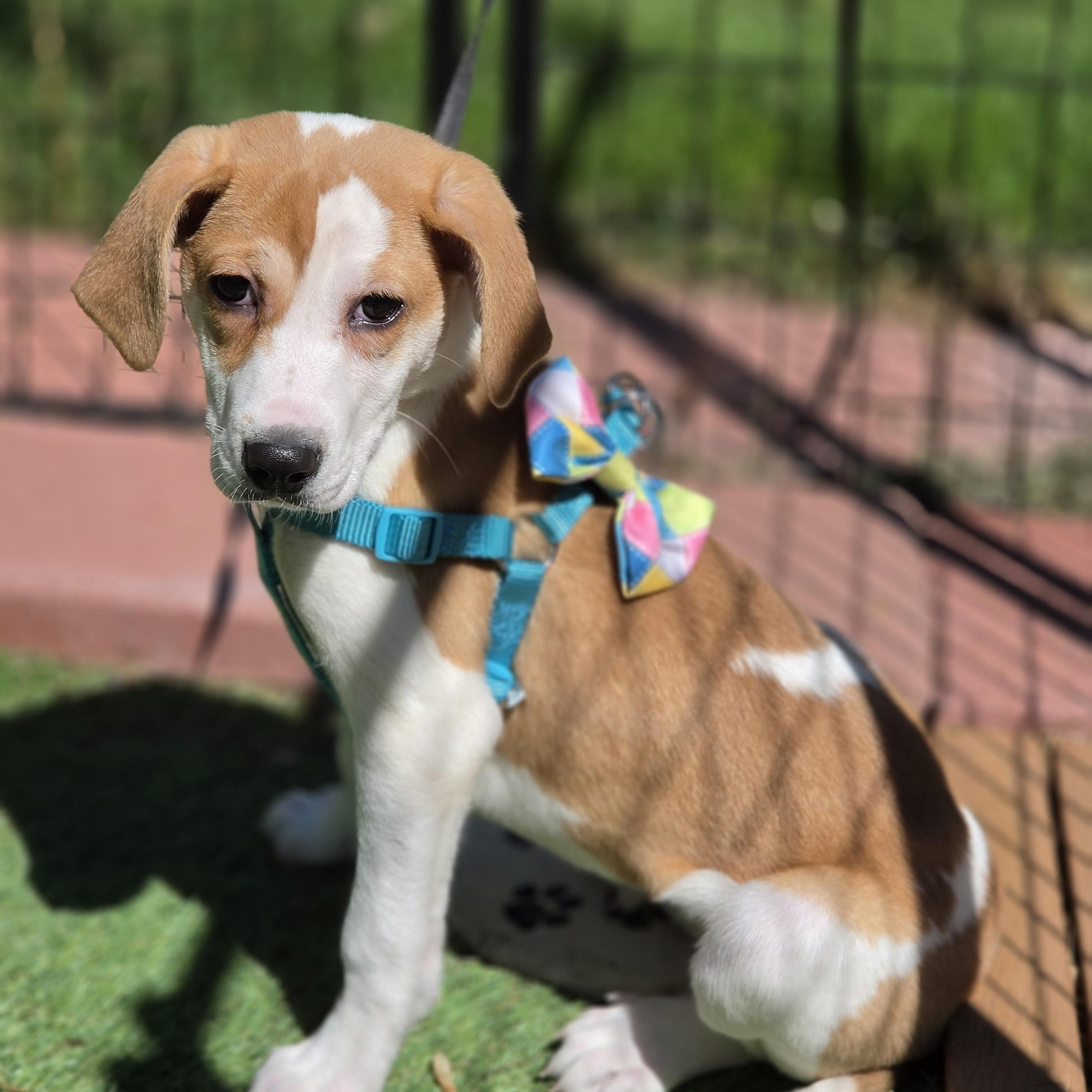 Xena, a Adoptable mixed breed in Blairstown, NJ image 5/6