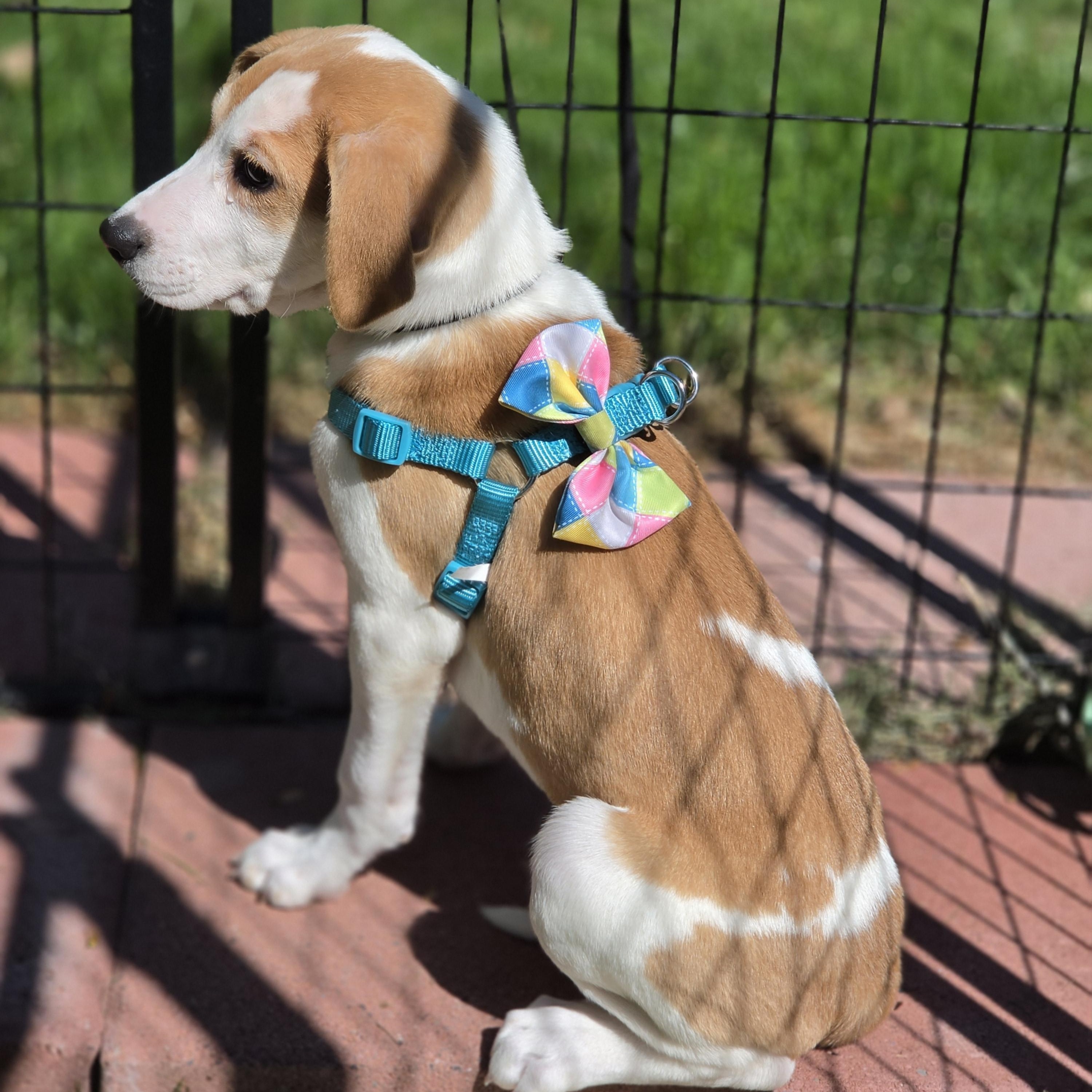 Xena, Adoptable, Puppy Female Mixed Breed.