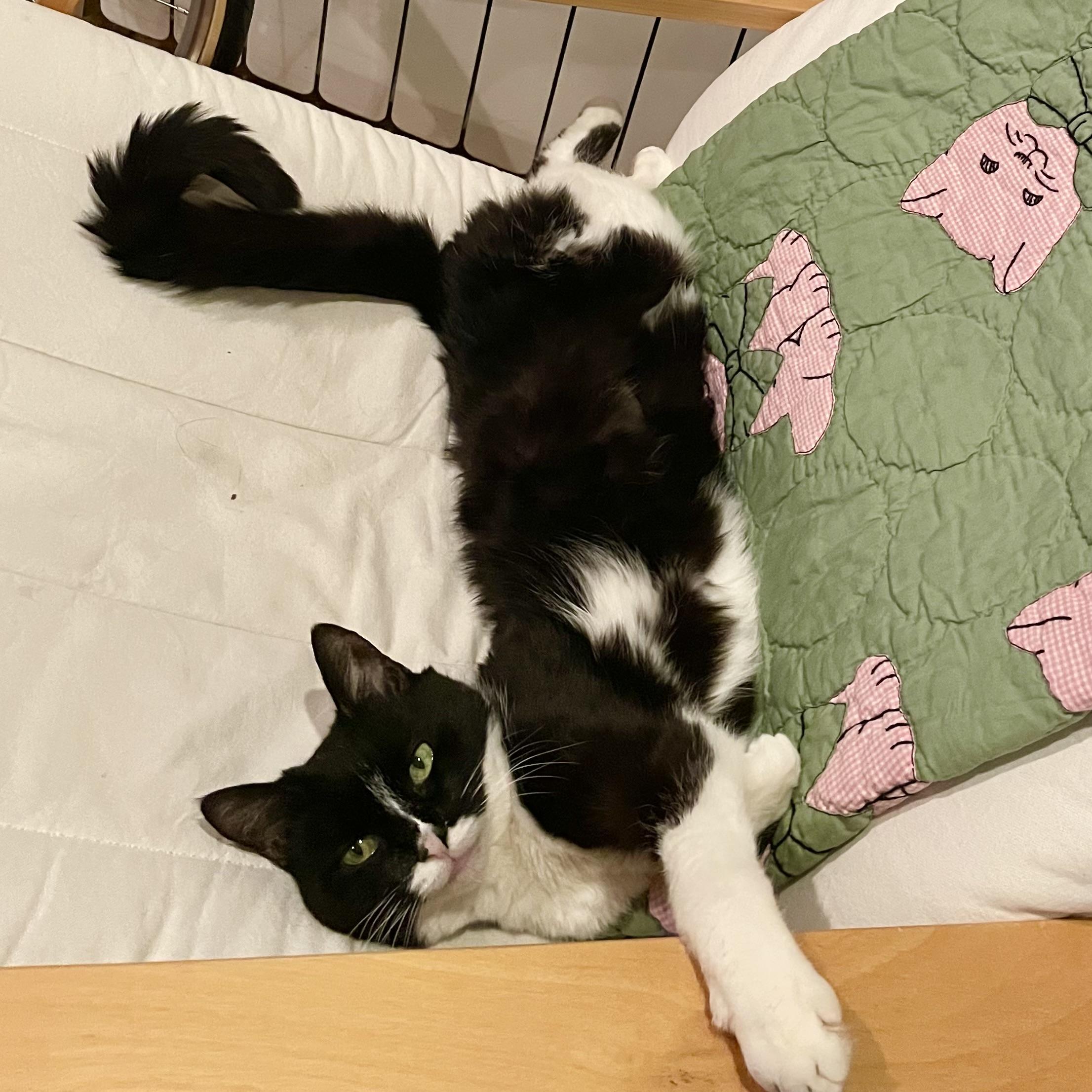 Chartreuse, a Adoptable Domestic Short Hair in Brooklyn, NY image 4/6