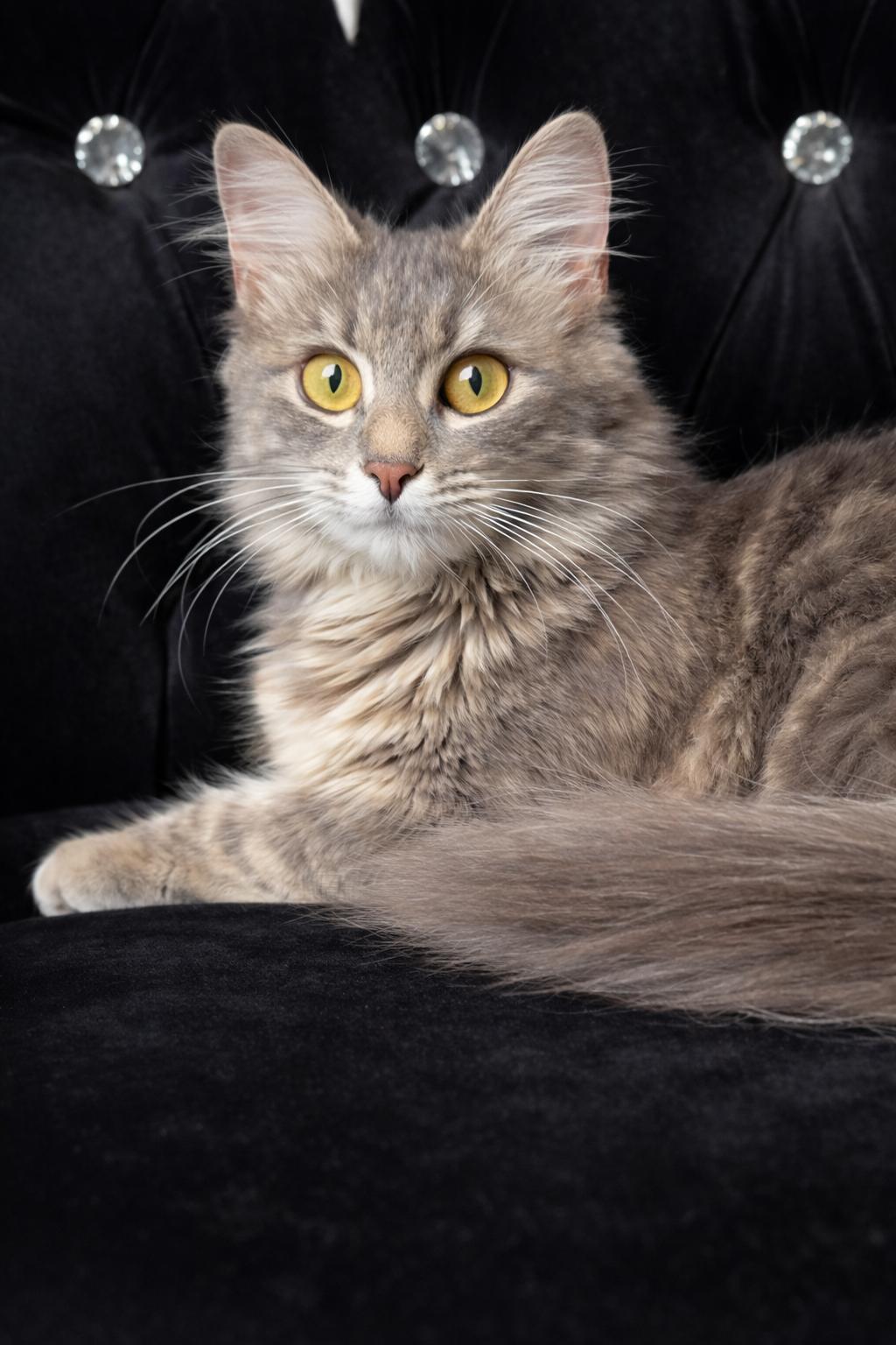 Enlarge Willow, a ADOPTABLE mixed breed in Houston, TX image 3/4