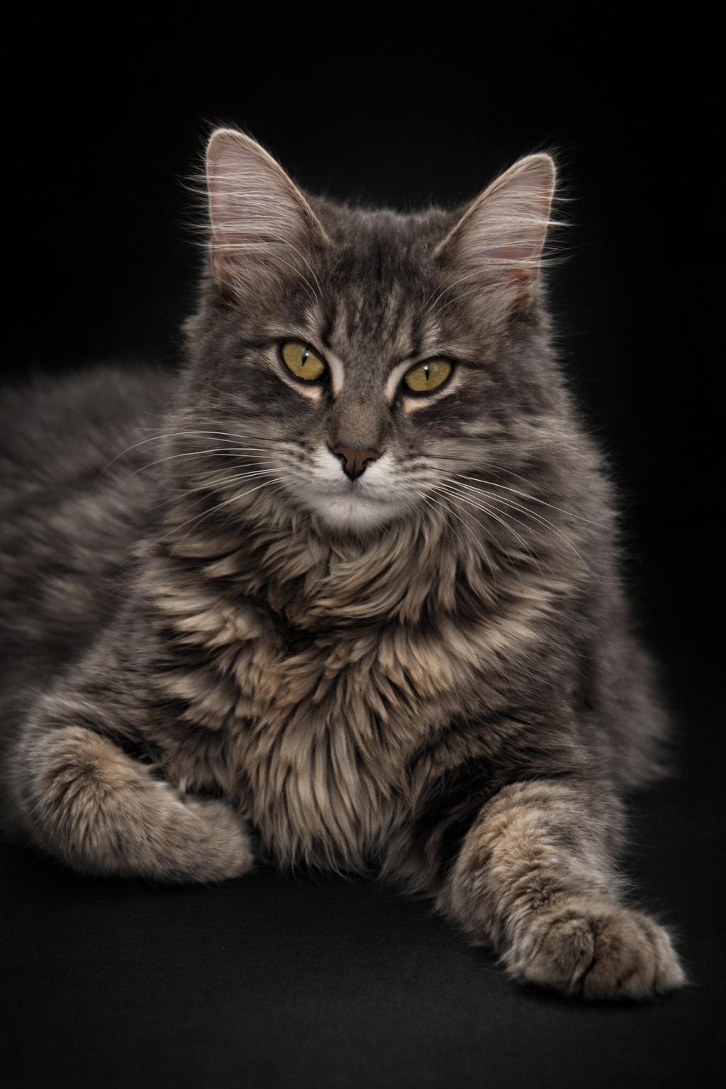 Enlarge Willow, a ADOPTABLE mixed breed in Houston, TX image 2/4