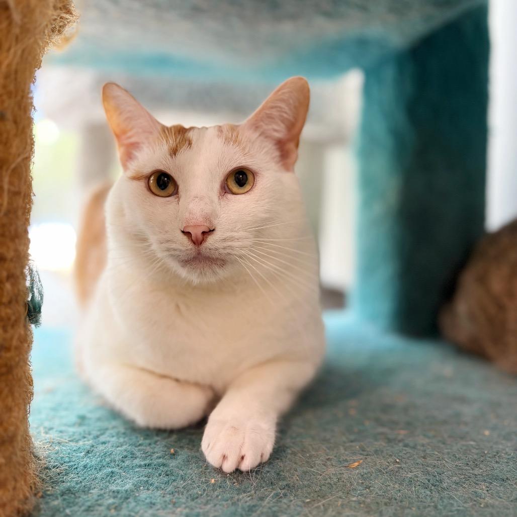 Enlarge Henry the Orange, a Adoptable Domestic Short Hair in Cumming, GA image 1/6