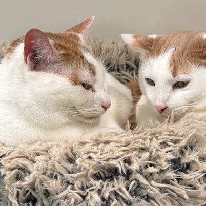 Henry the Orange — thumbnail 4