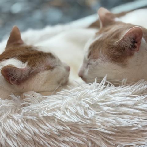 Enlarge Henry the Orange, a Adoptable Domestic Short Hair in Cumming, GA image 5/6