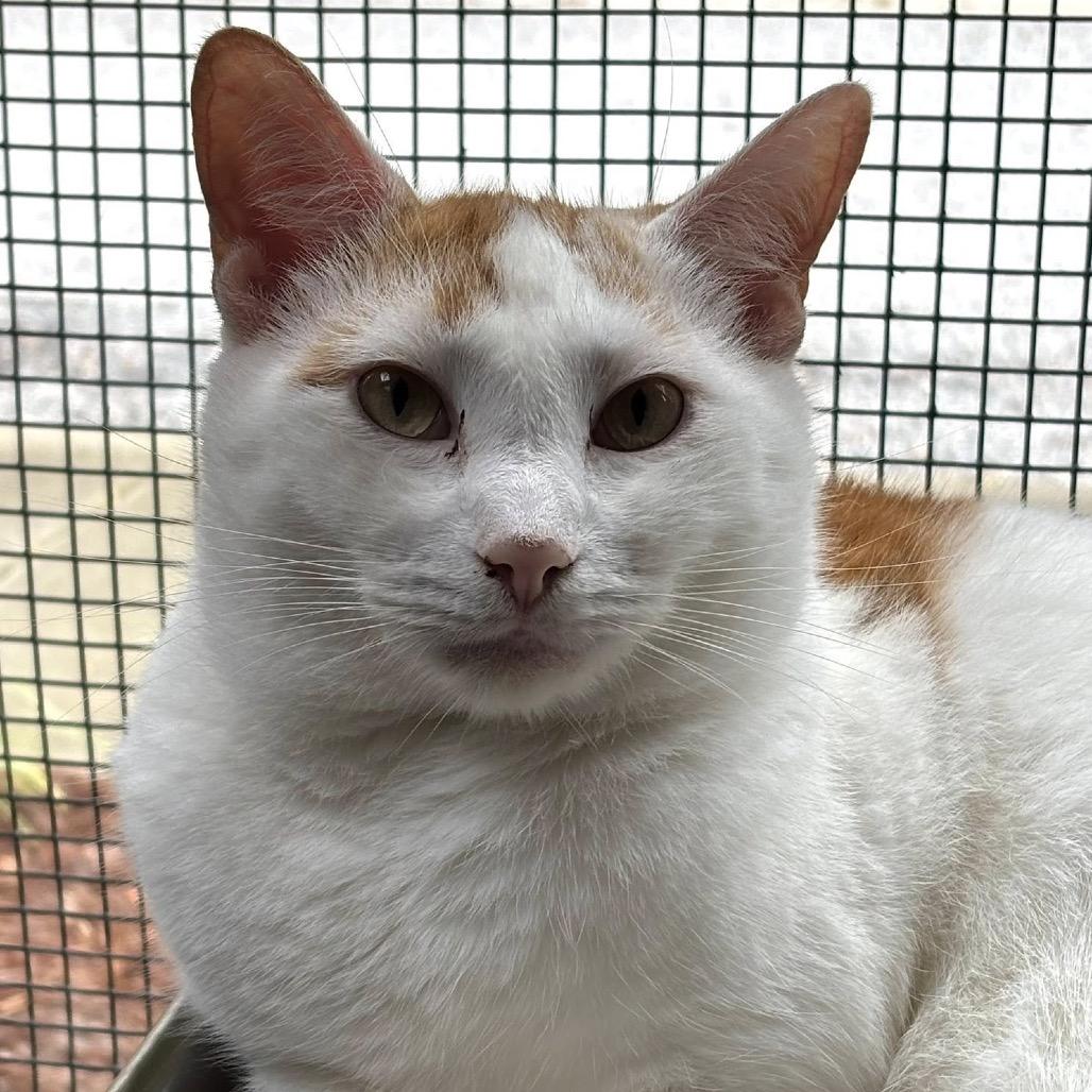 Enlarge Henry the Orange, a Adoptable Domestic Short Hair in Cumming, GA image 5/5