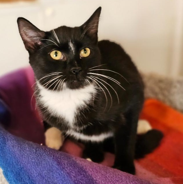 Jingle, ADOPTABLE, Kitten Female Domestic Short Hair.