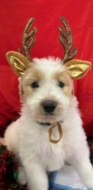 Skipper, Adoptable, Puppy Female Mixed Breed.