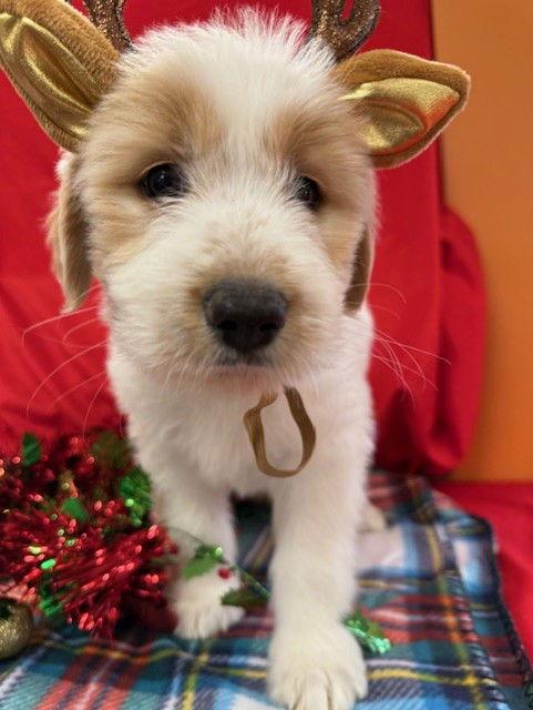 Enlarge Skipper, a Adoptable Mixed Breed in Bay City, MI image 2/3