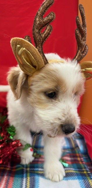 Enlarge Skipper, a Adoptable Mixed Breed in Bay City, MI image 3/3