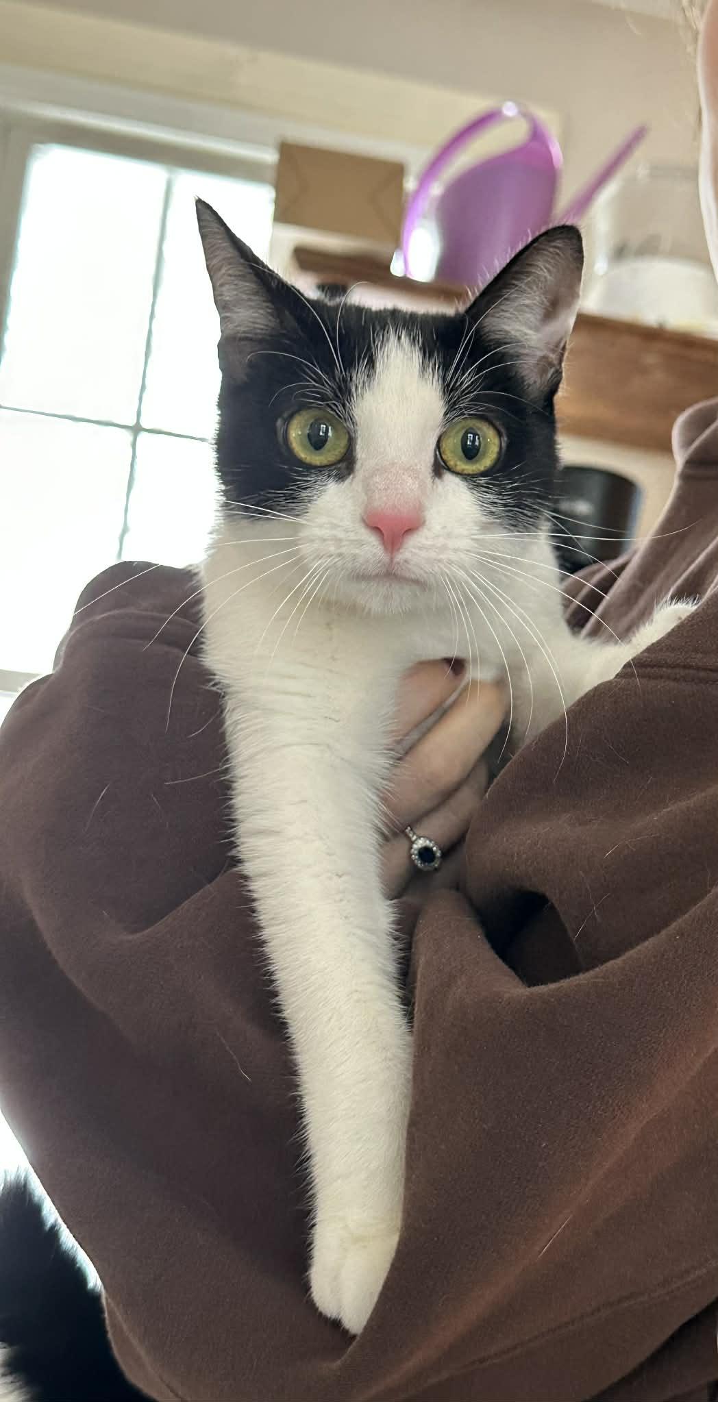 Enlarge Katy (Bev-Fostered in New England), an adopted mixed breed in Brooklyn, CT image 3/4