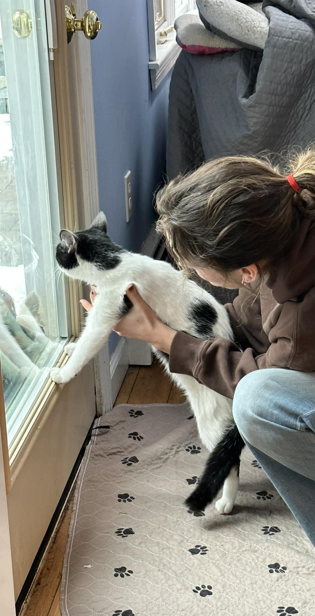 Enlarge Katy (Bev-Fostered in New England), an adopted mixed breed in Brooklyn, CT image 2/4