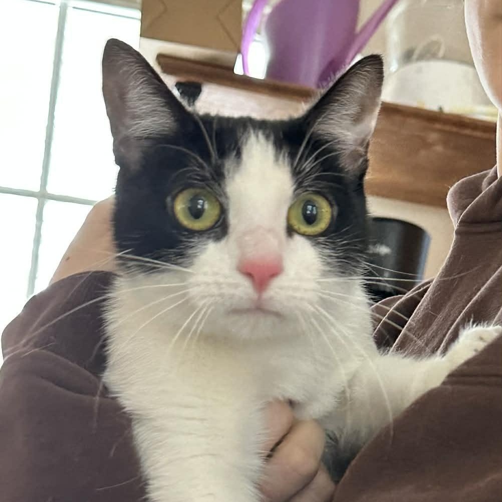 Enlarge Katy (Bev-Fostered in New England), an adopted mixed breed in Brooklyn, CT image 1/4