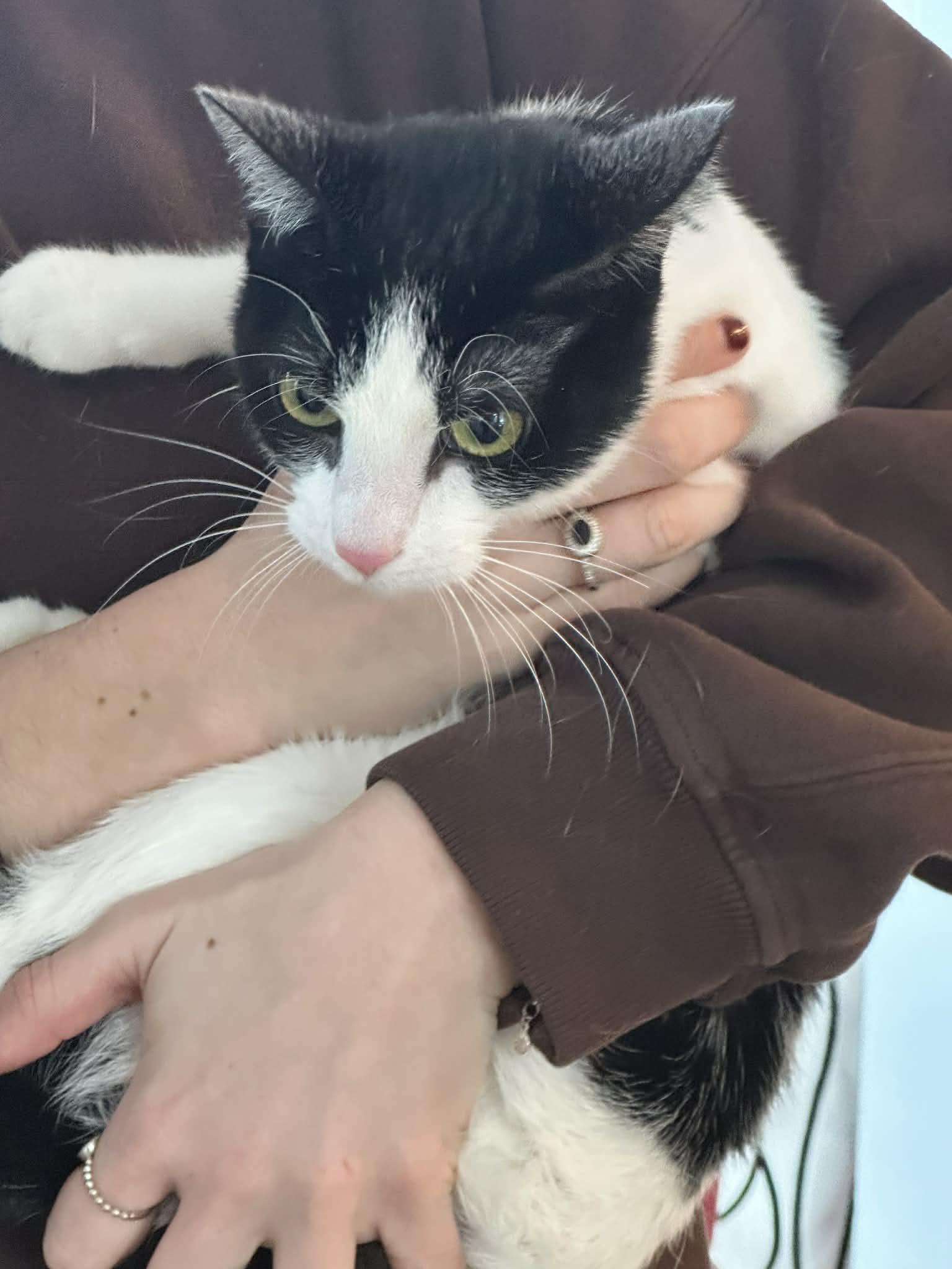 Enlarge Katy (Bev-Fostered in New England), an adopted mixed breed in Brooklyn, CT image 4/4