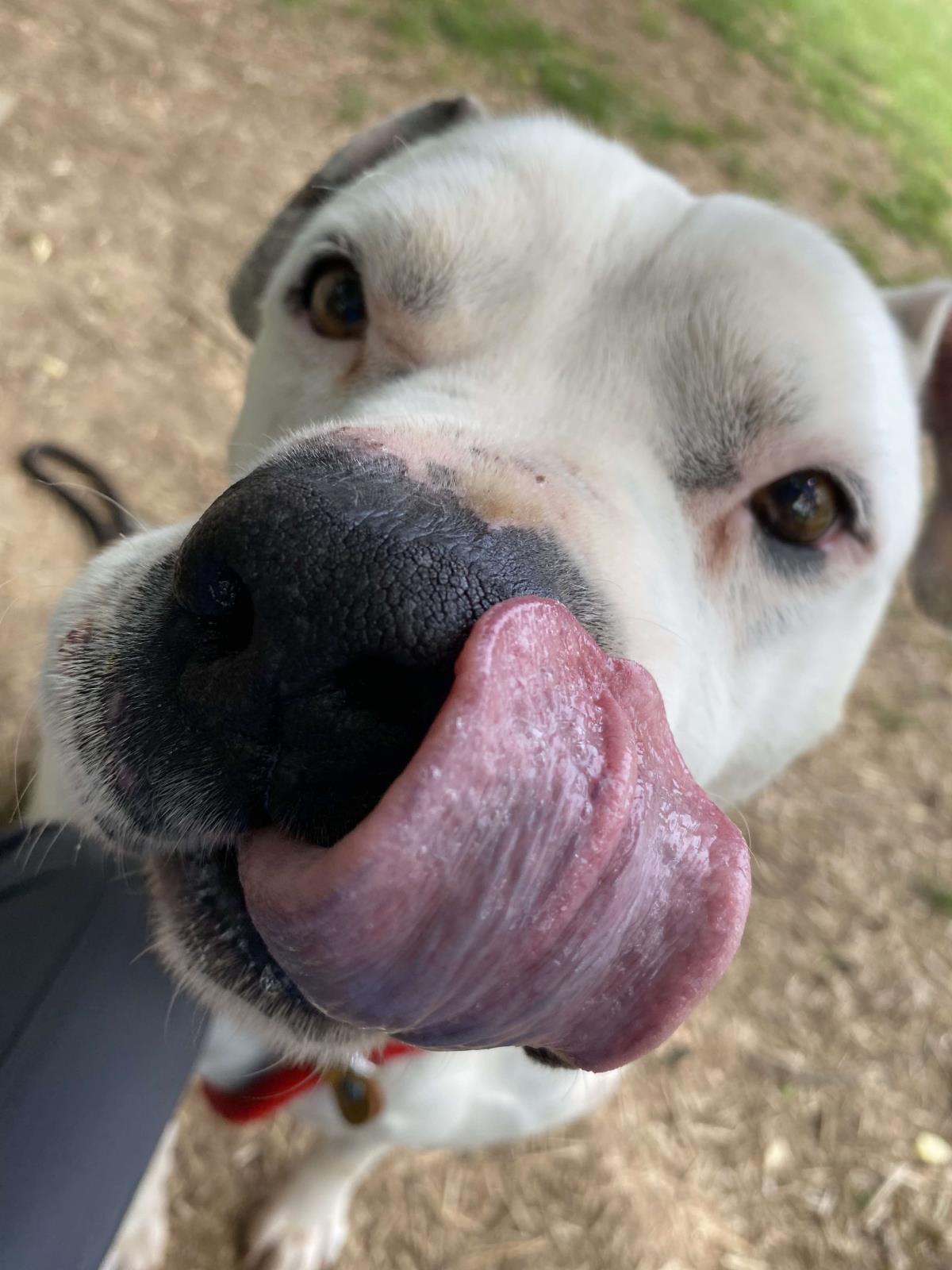 Enlarge Guy, a Adoptable mixed breed in Front Royal, VA image 1/4