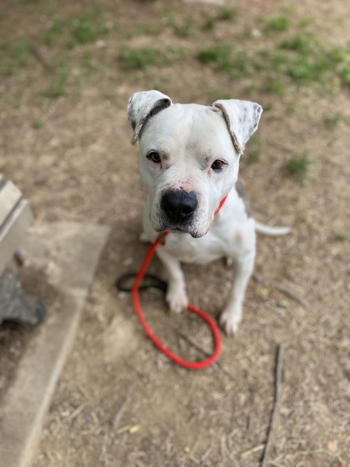 Enlarge Guy, a Adoptable mixed breed in Front Royal, VA image 2/4