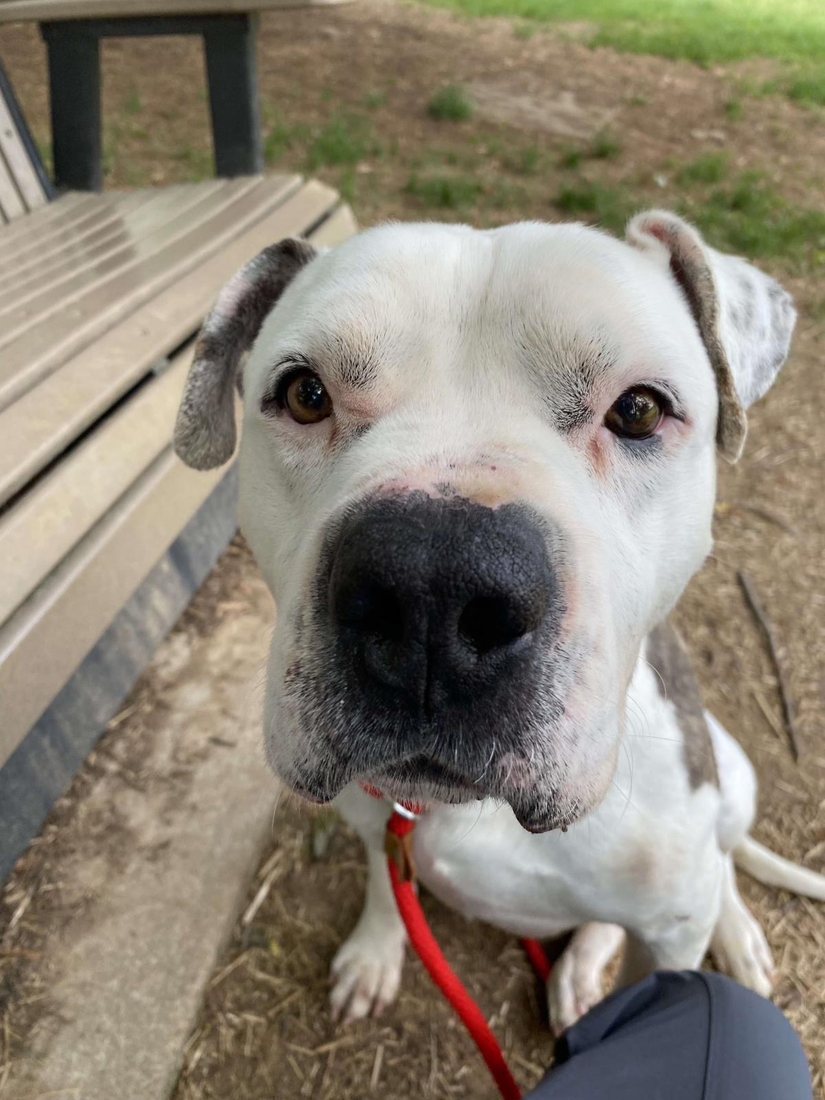 Enlarge Guy, a Adoptable mixed breed in Front Royal, VA image 1/2