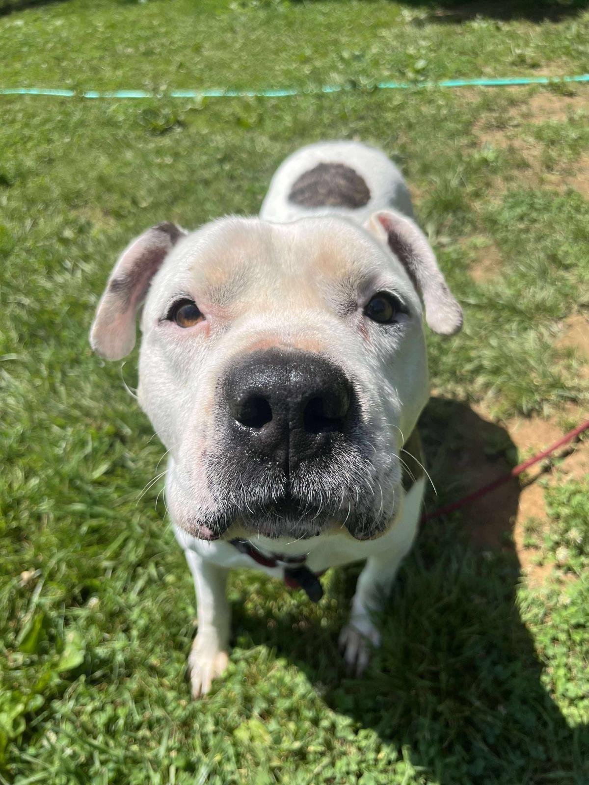 Enlarge Guy, a Adoptable mixed breed in Front Royal, VA image 2/2