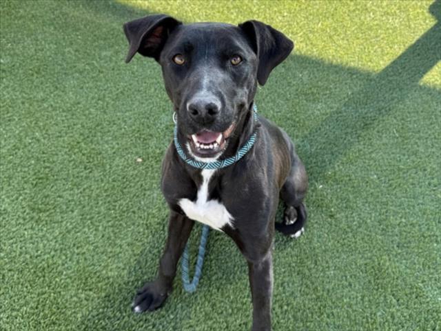 CAMBIA, Adoptable, Adult Female Labrador Retriever & Mixed Breed.